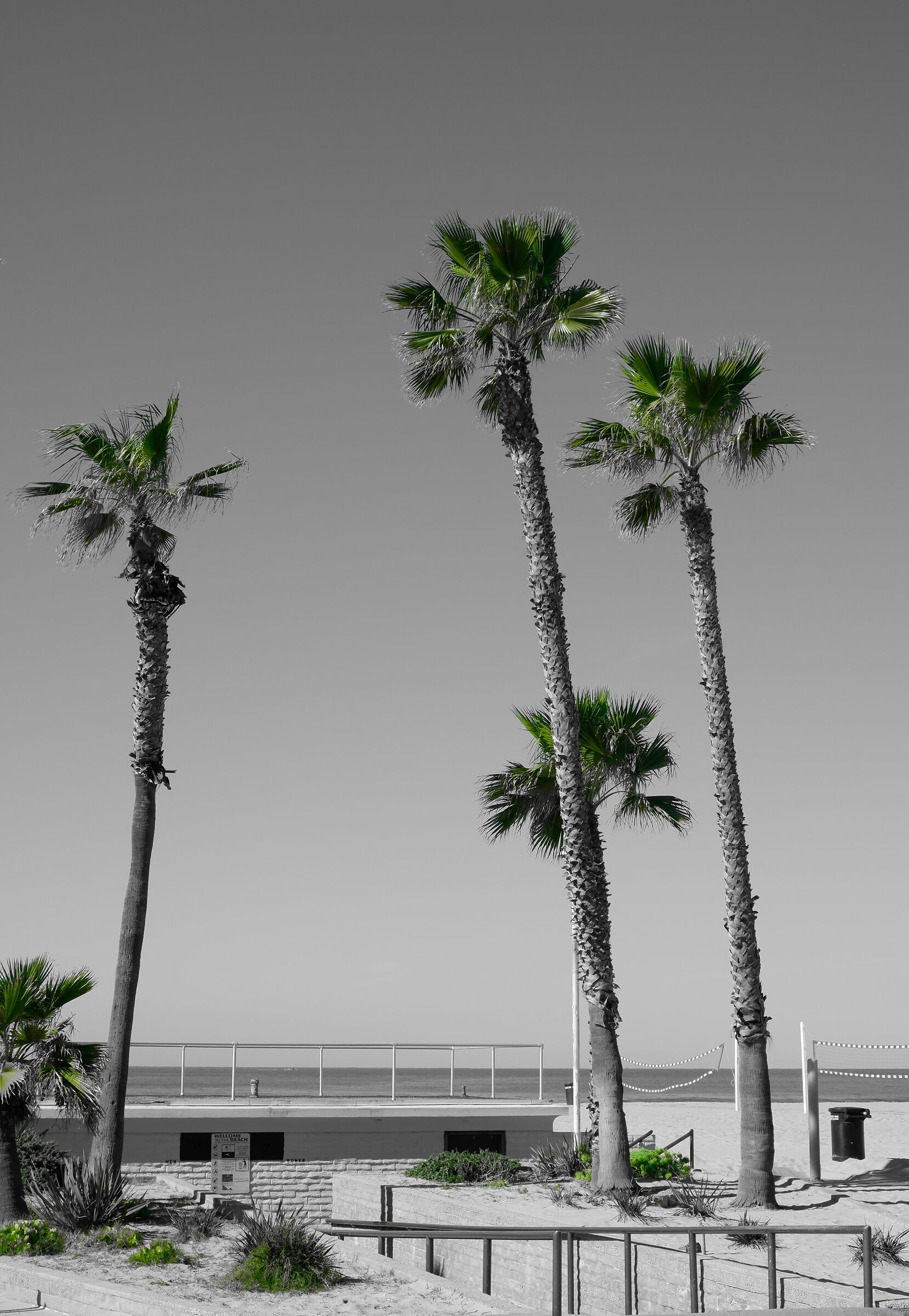 Hermosa Beach palms