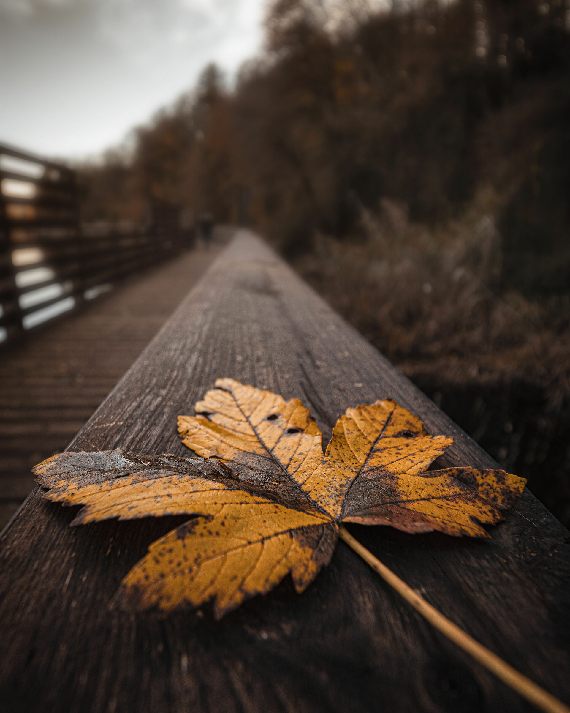 A leaf that indicates the way of autumn