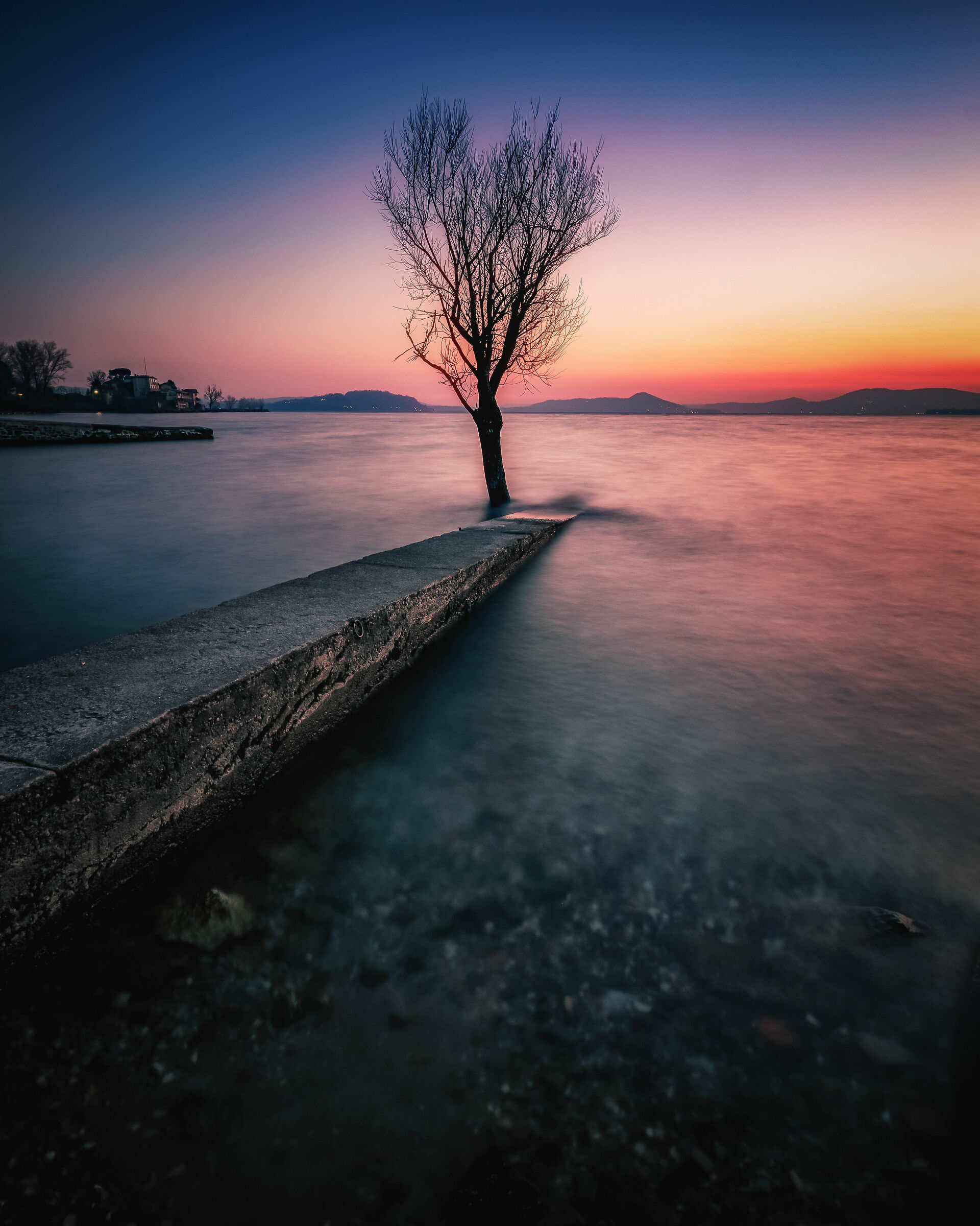 The Lonely Tree of Arolo