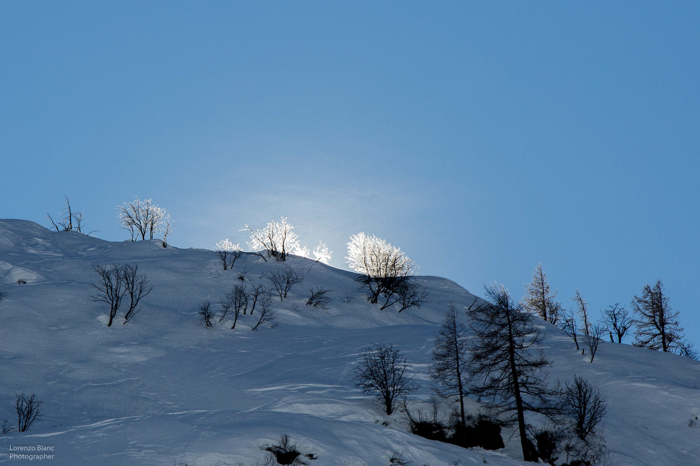 Rami baciati dal sole