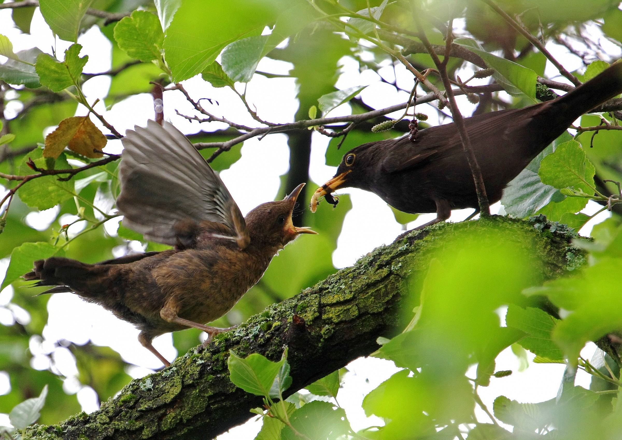 Now stop it, there are also other