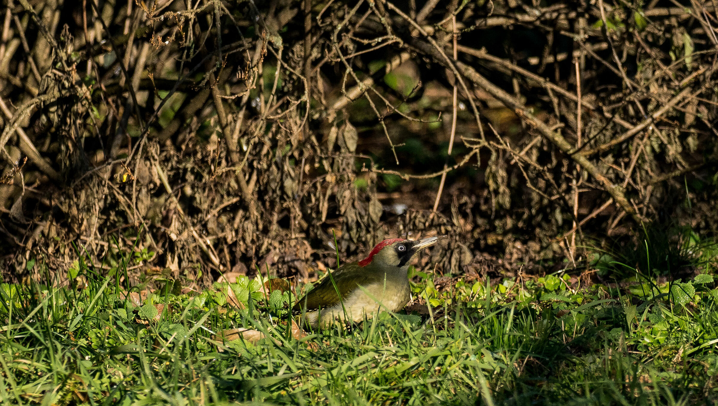 Green woodpecker (Picus viridis)