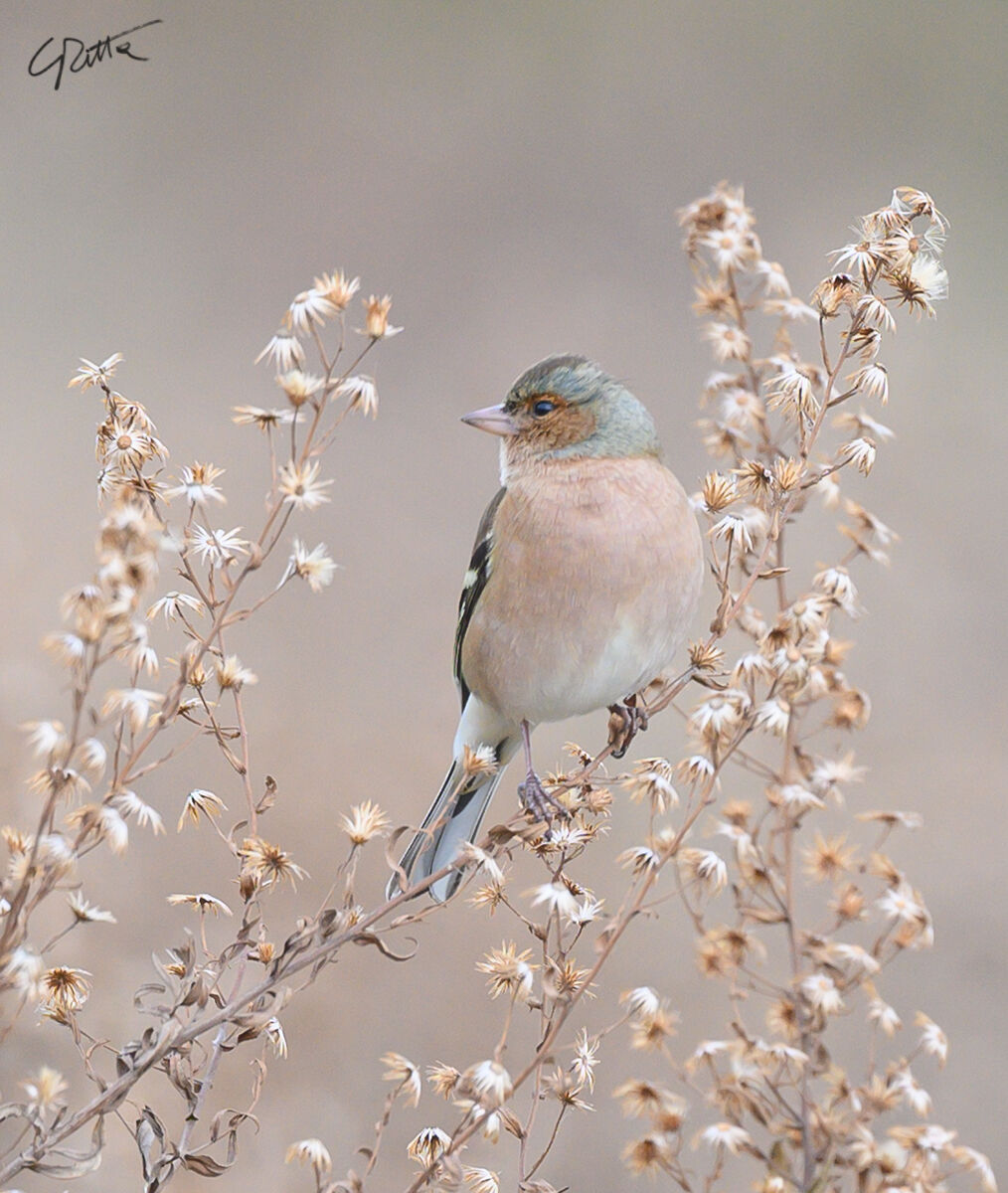 Chaffinch
