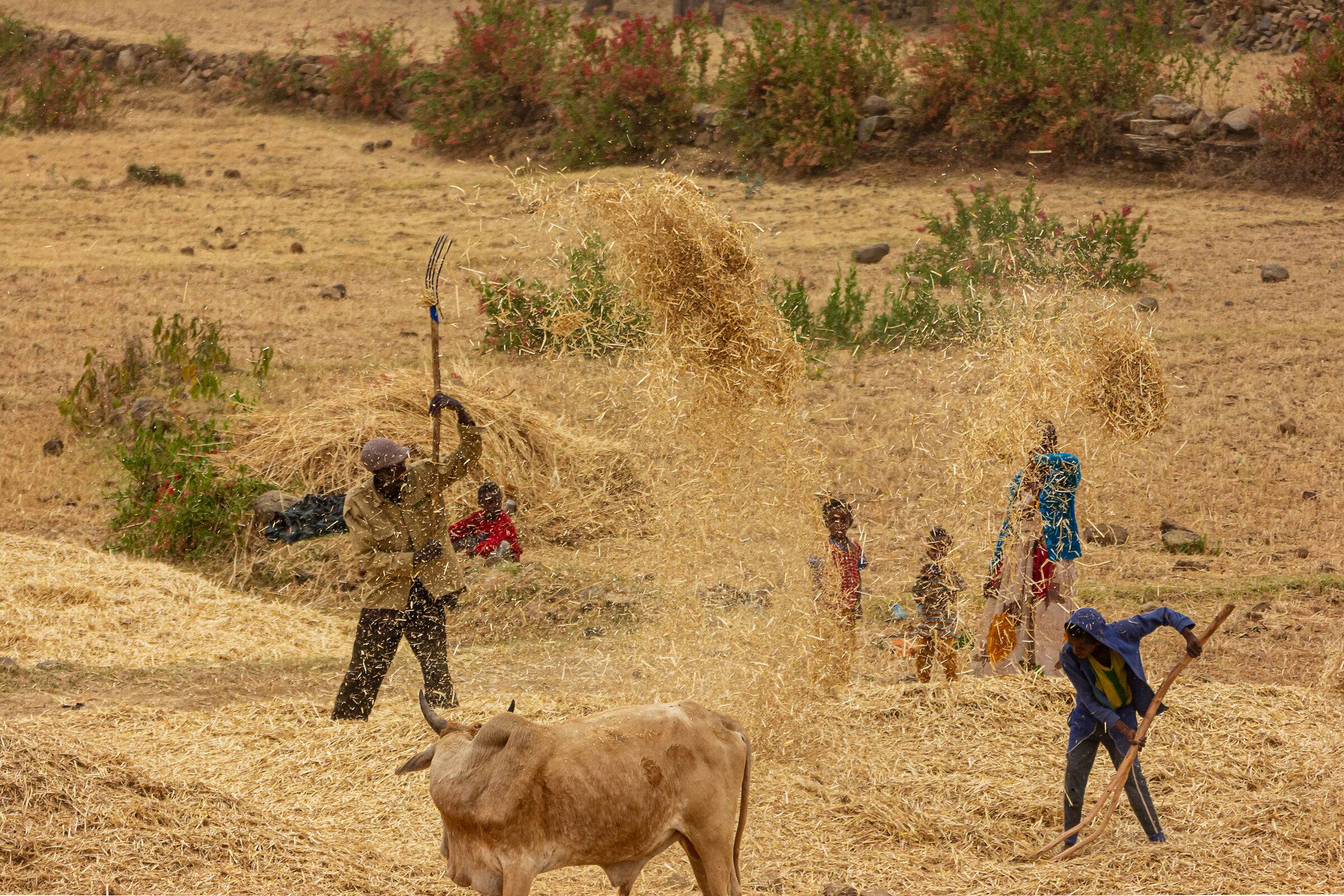 Etiopia.Tigray.Dopo la Mietitura.