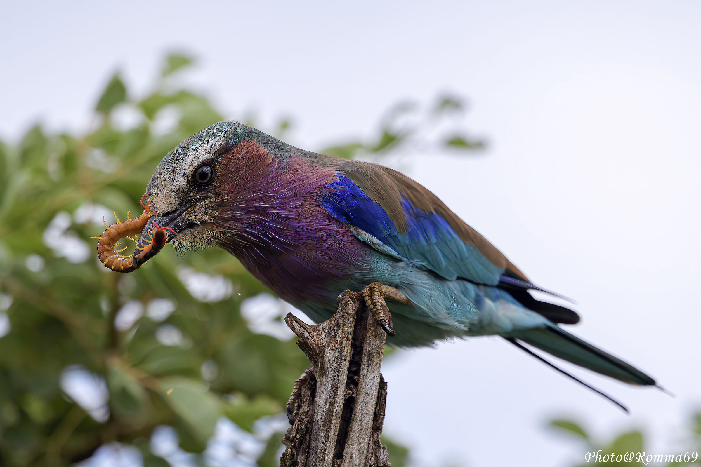 Lilac-breasted roller