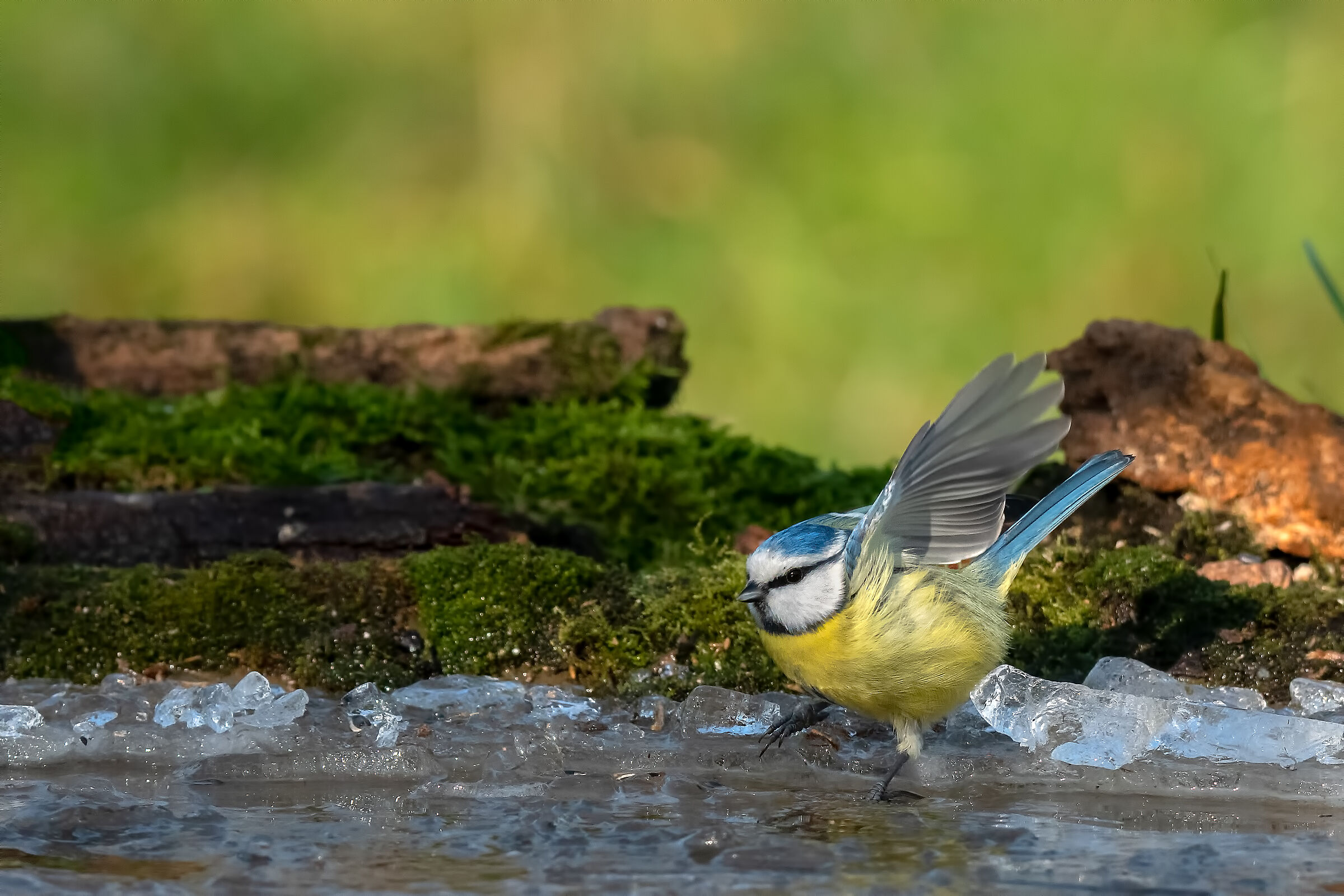 titis #capannodicora