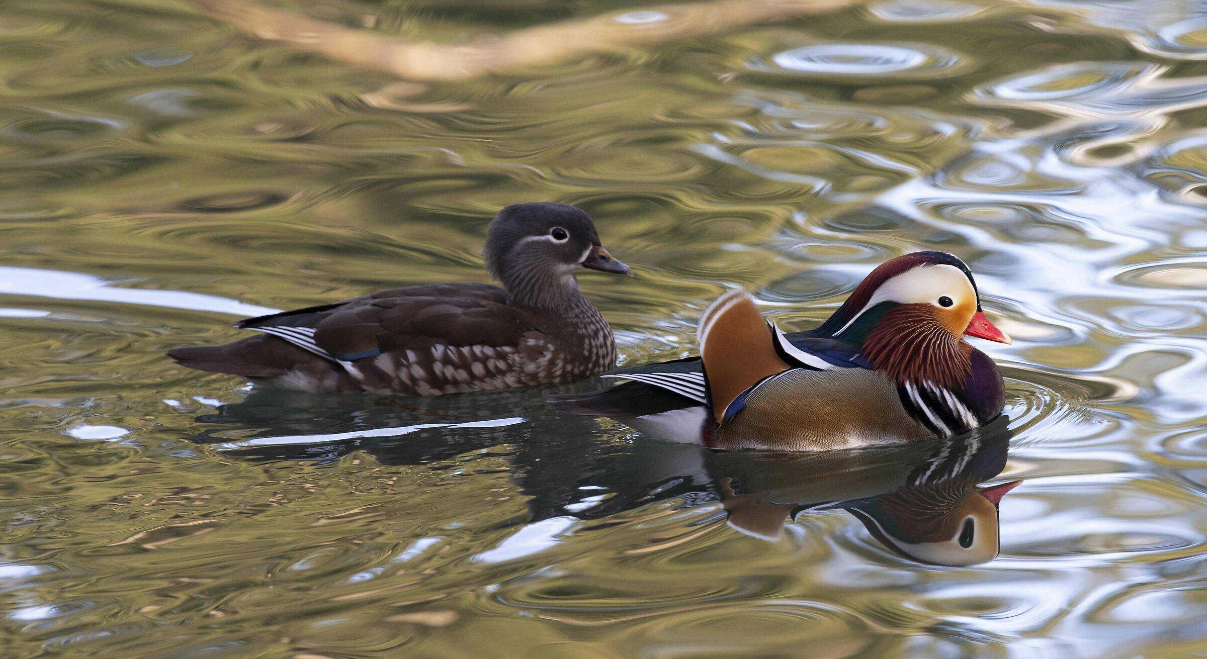Coppia di anatre mandarine
