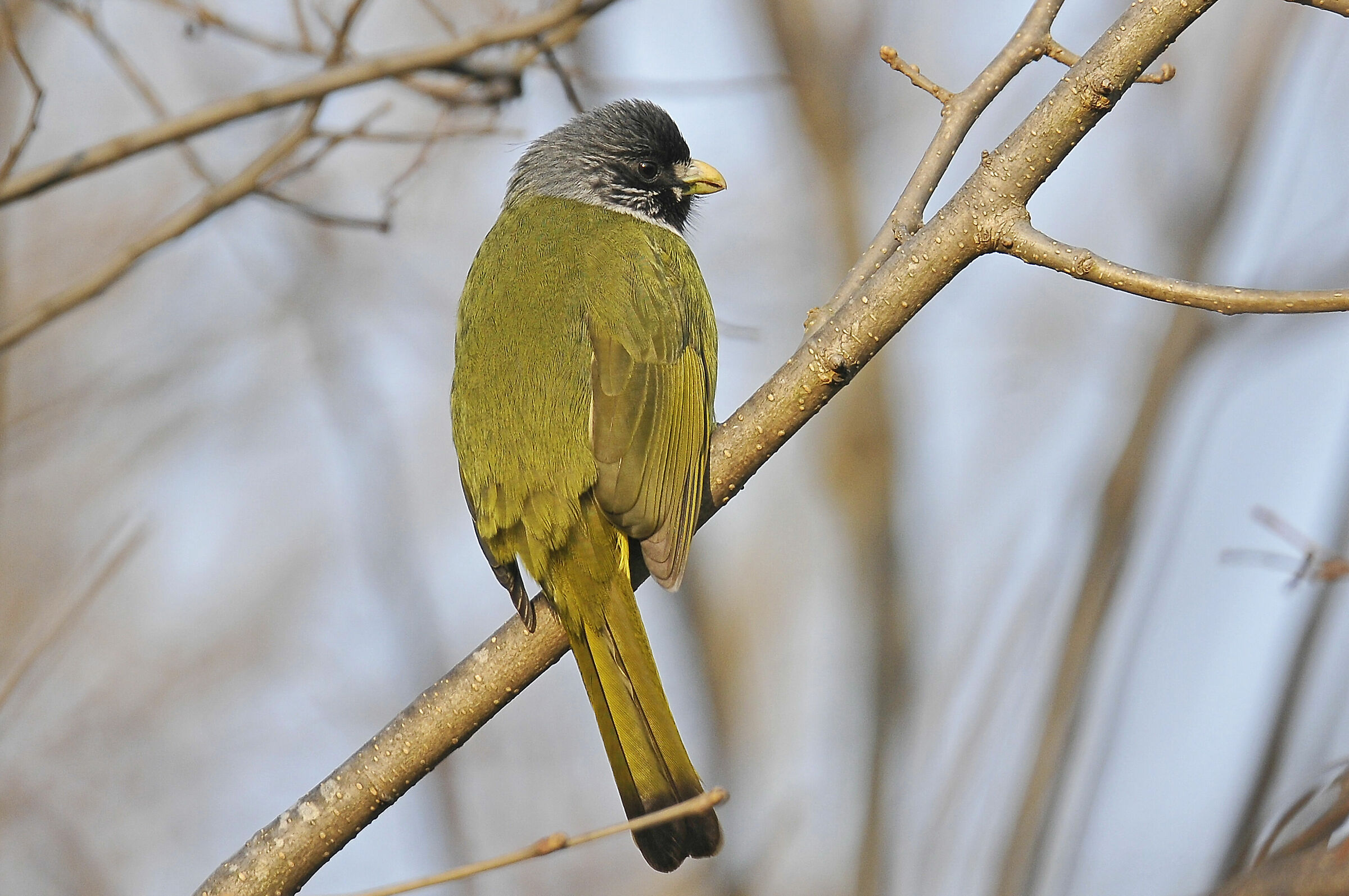 Collared finchbill