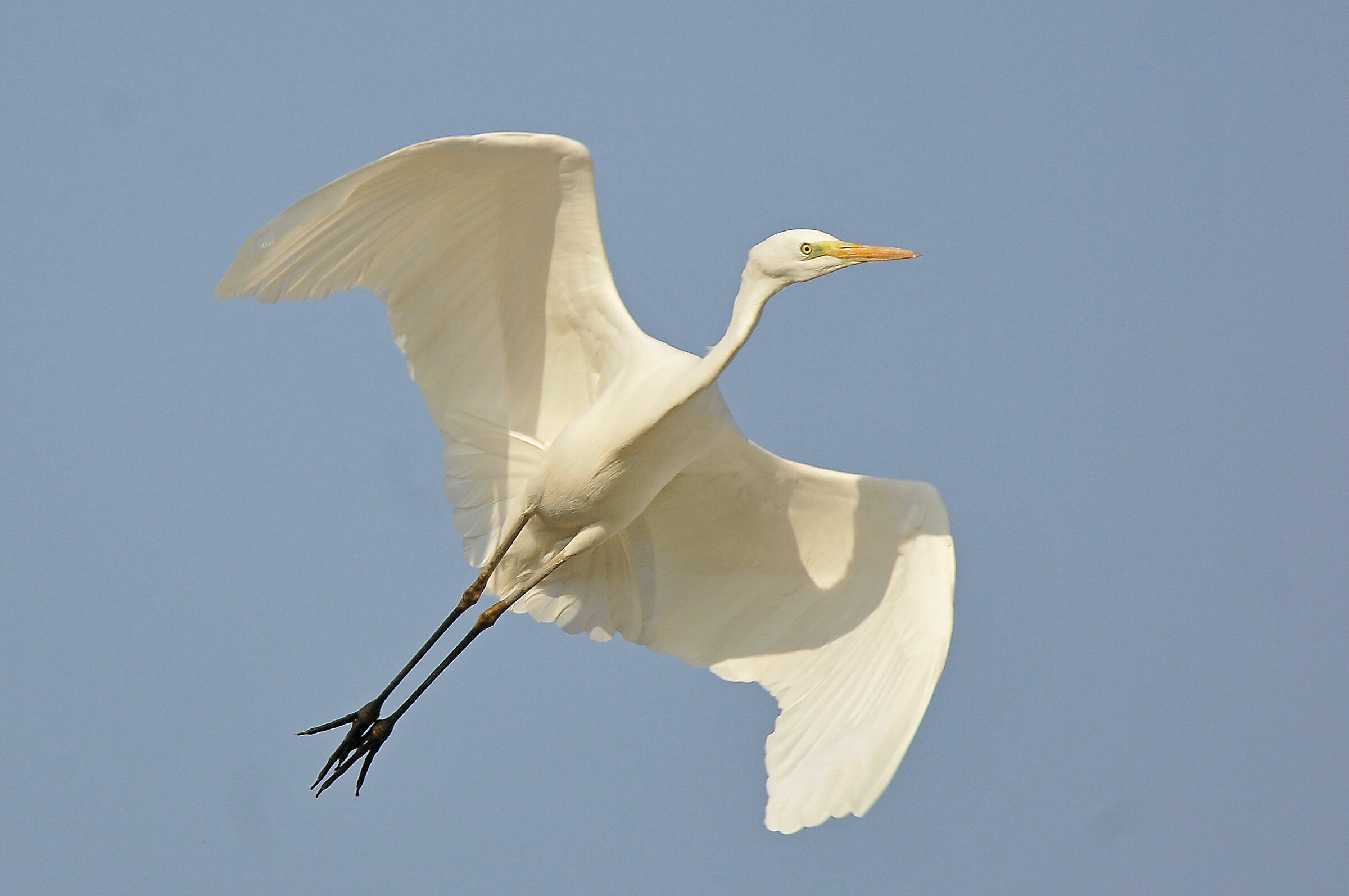 Swinhoe's egret