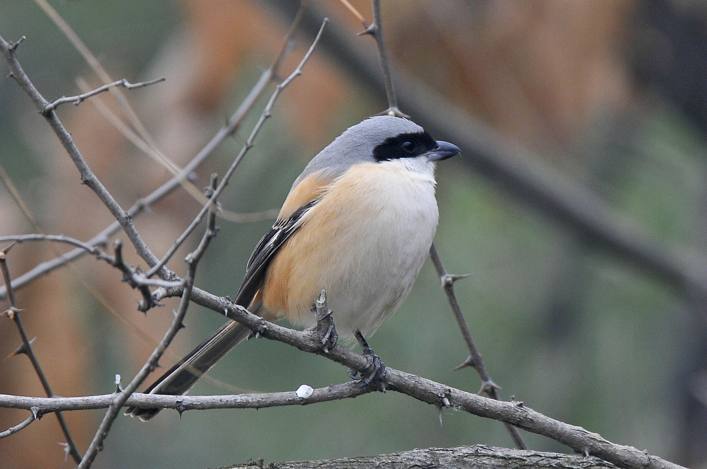 Brown-backed shrike