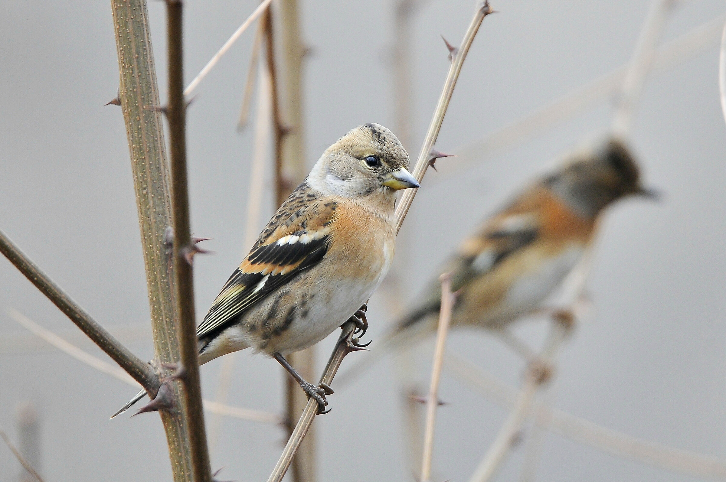 Peppola (Brambling)