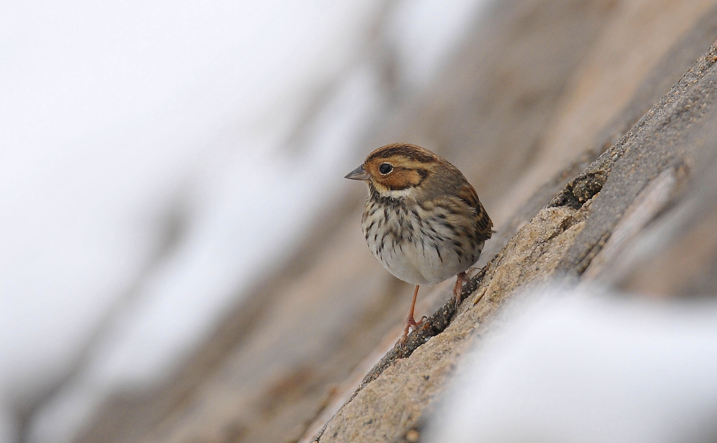 Little Bunting