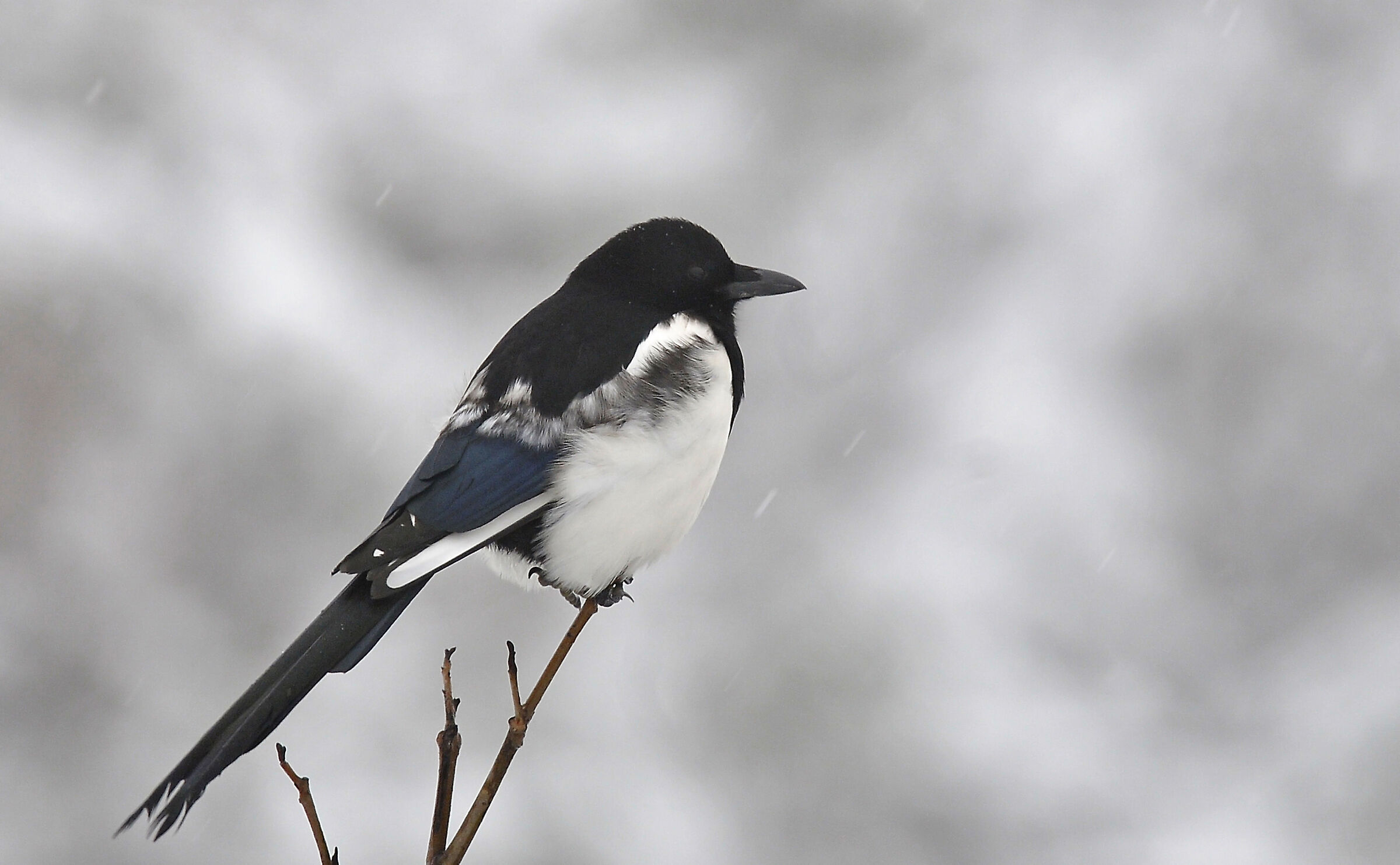Oriental magpie