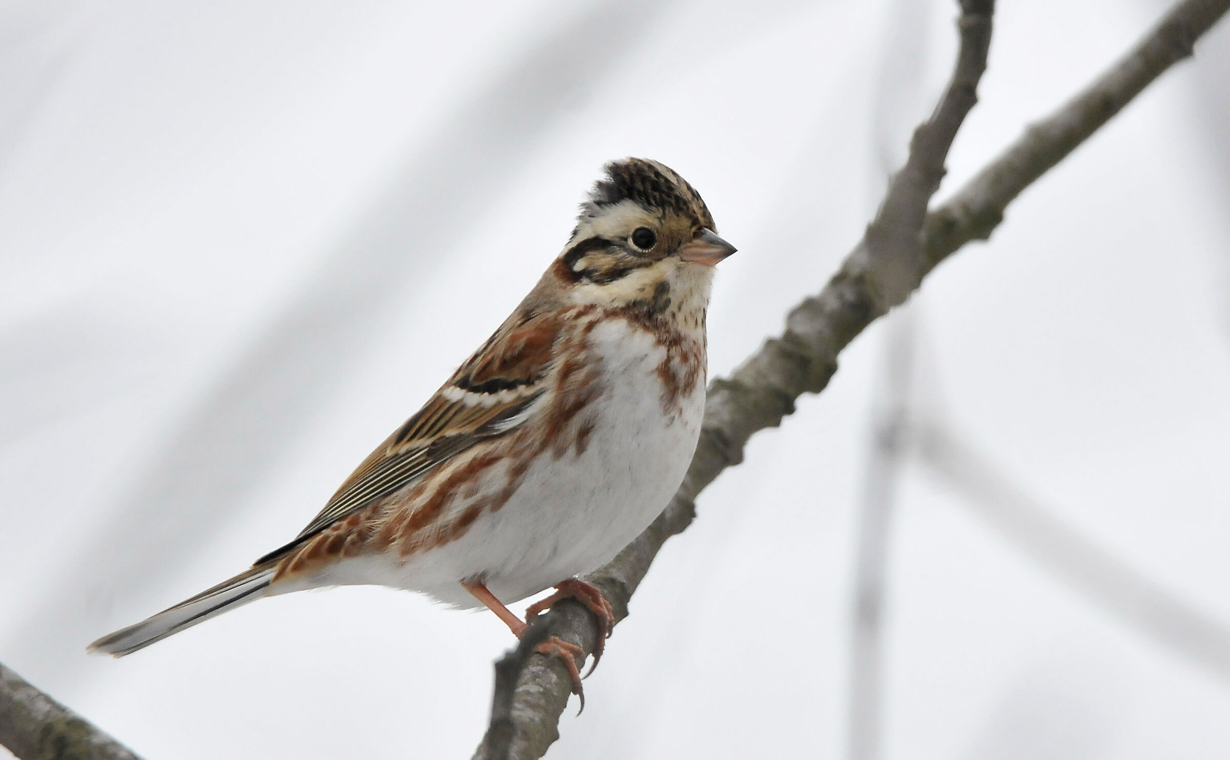 Woody Zigolo (Rustic bunting)