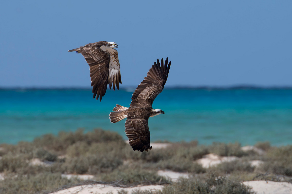 The Flight of the Falcon