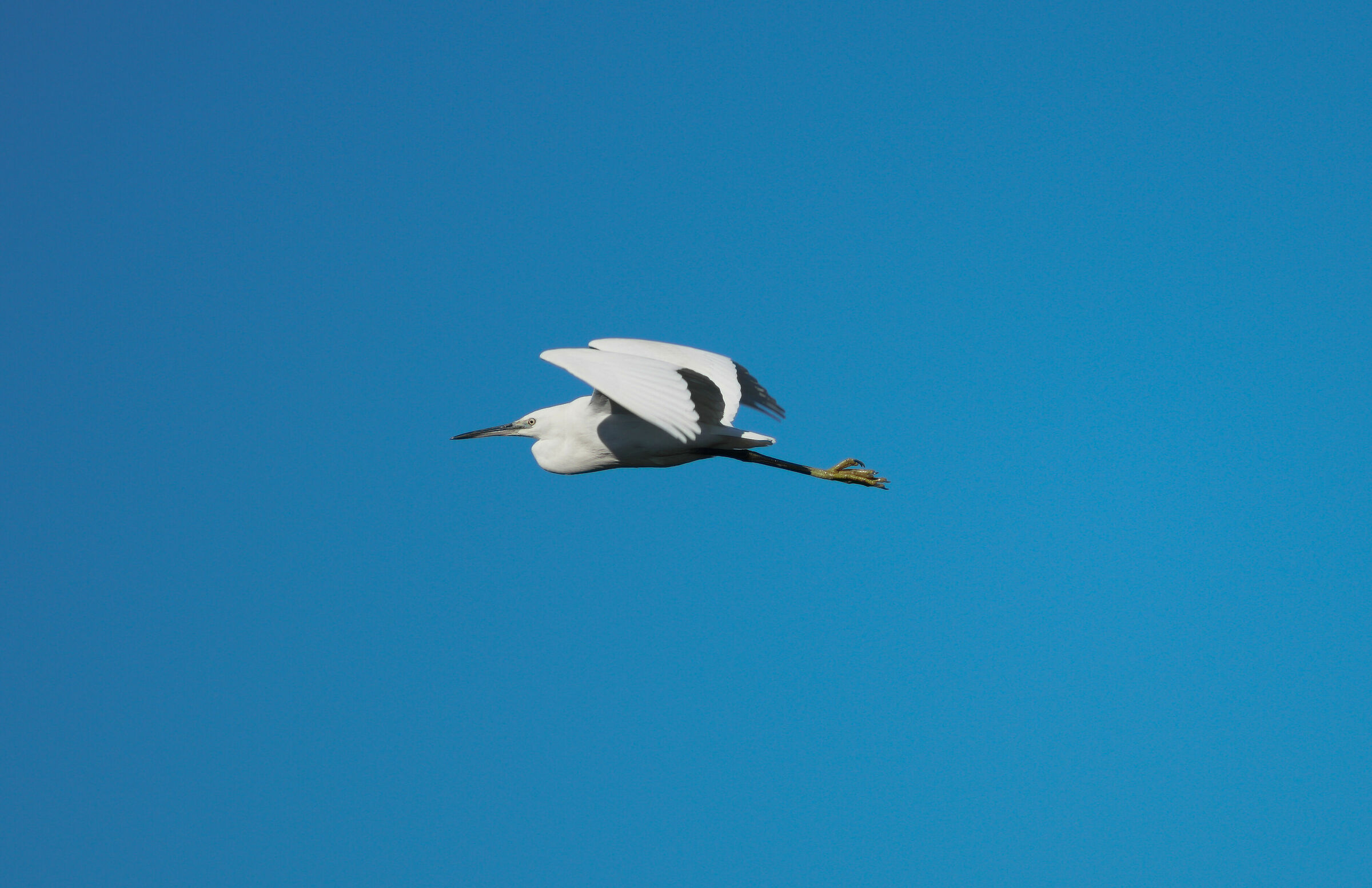 Airone in volo