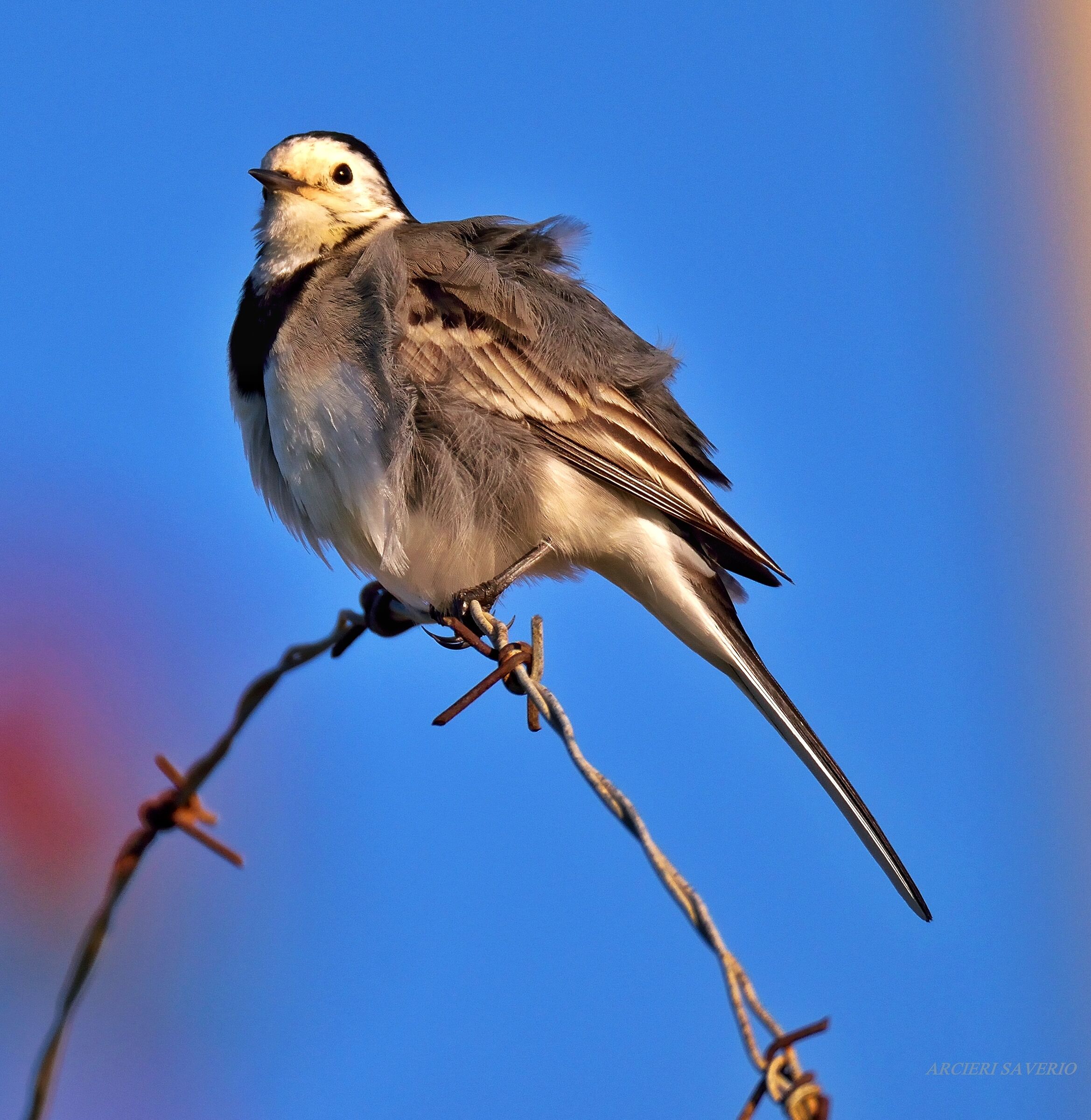 A little Cincia lets herself be kissed by the Sun