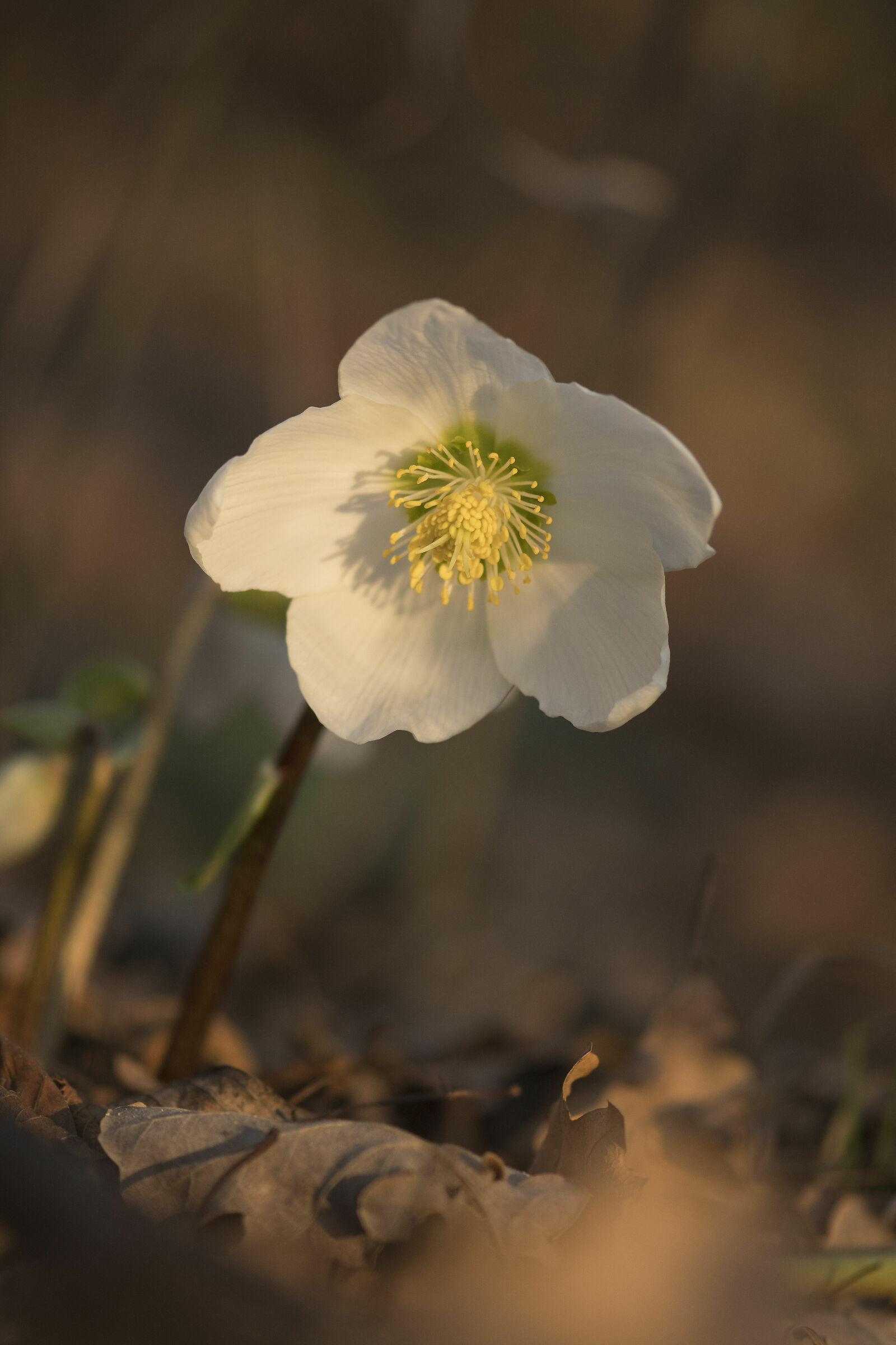 Hellebore