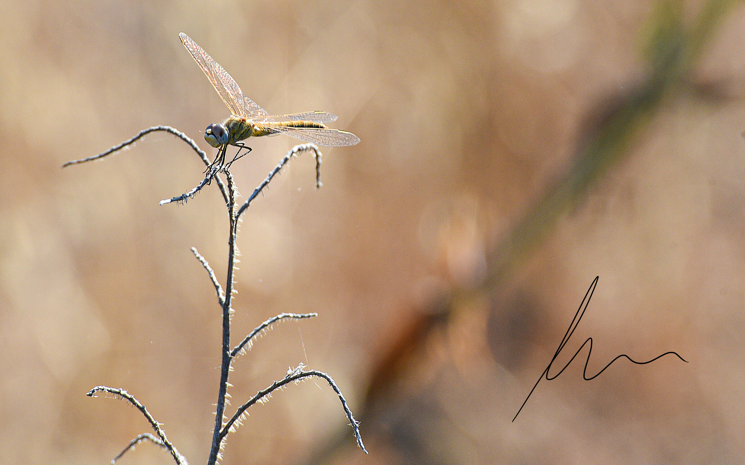 Dragonfly, Macro Environment