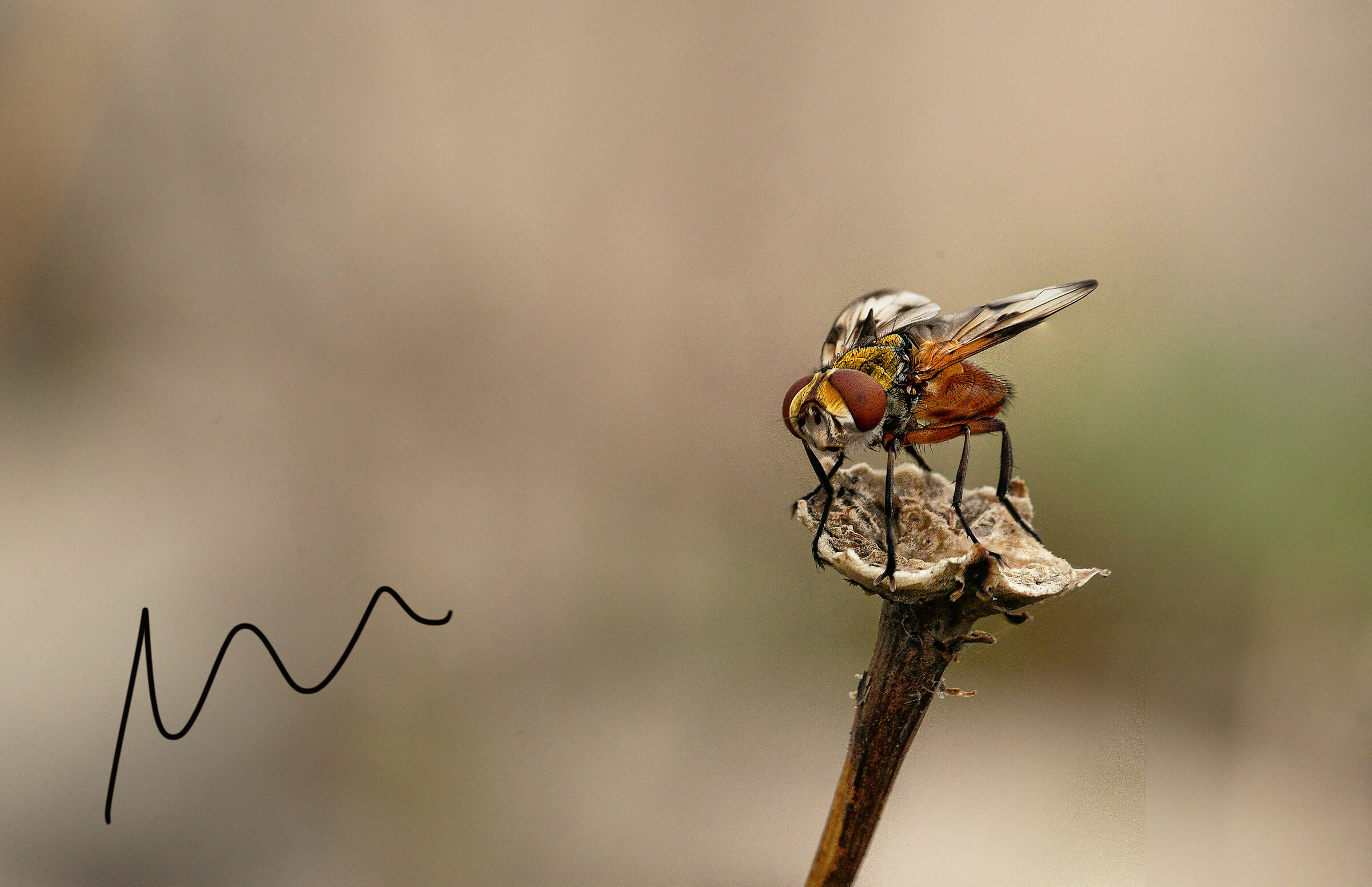 The Queen Fly - I Call It That