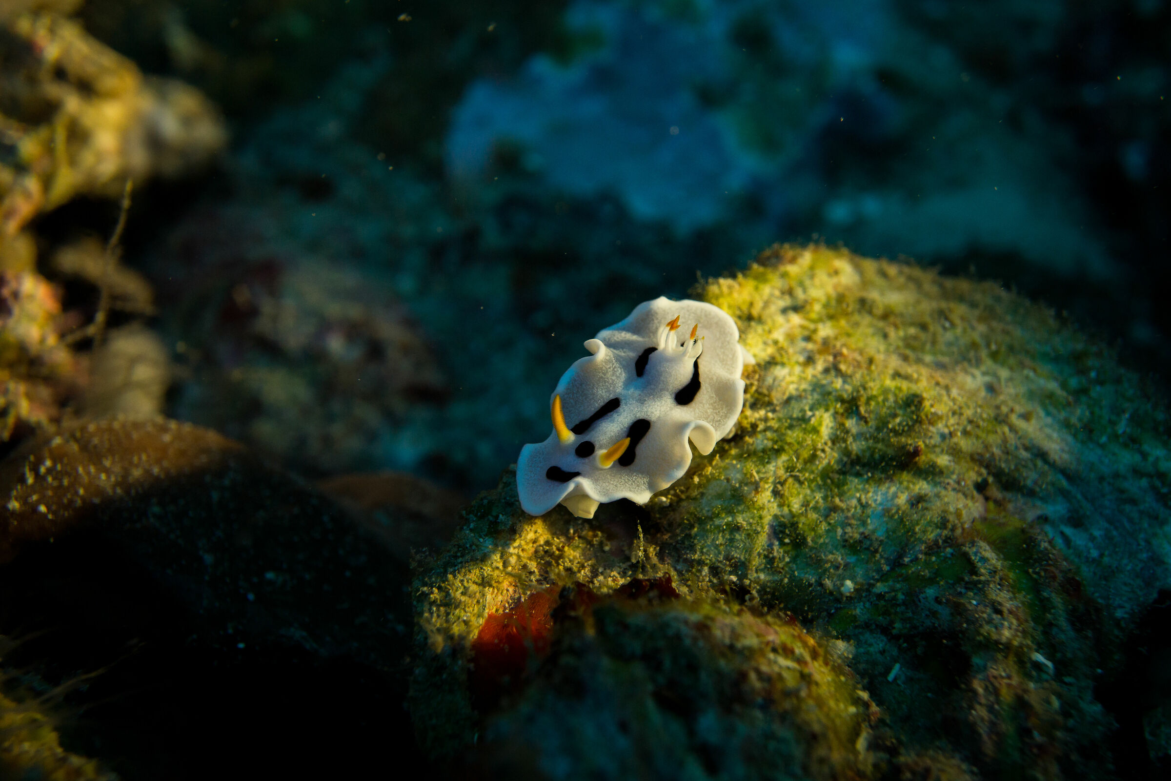 Nudibranch beauty