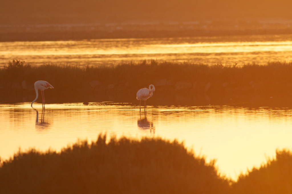 Saline di Carloforte, Sardegna
