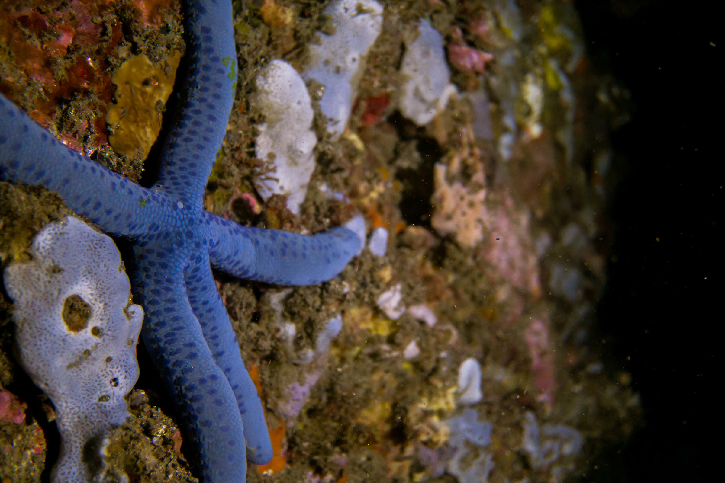 Sea Star, S.