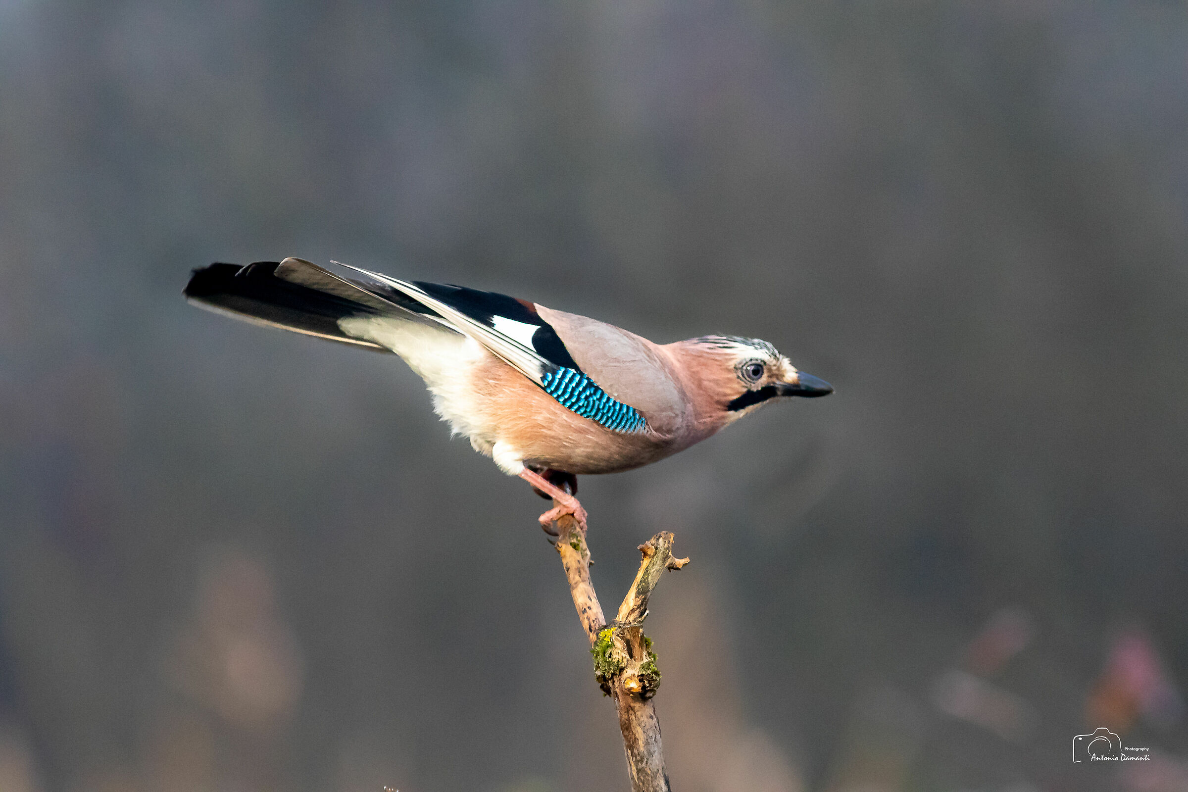 Jay