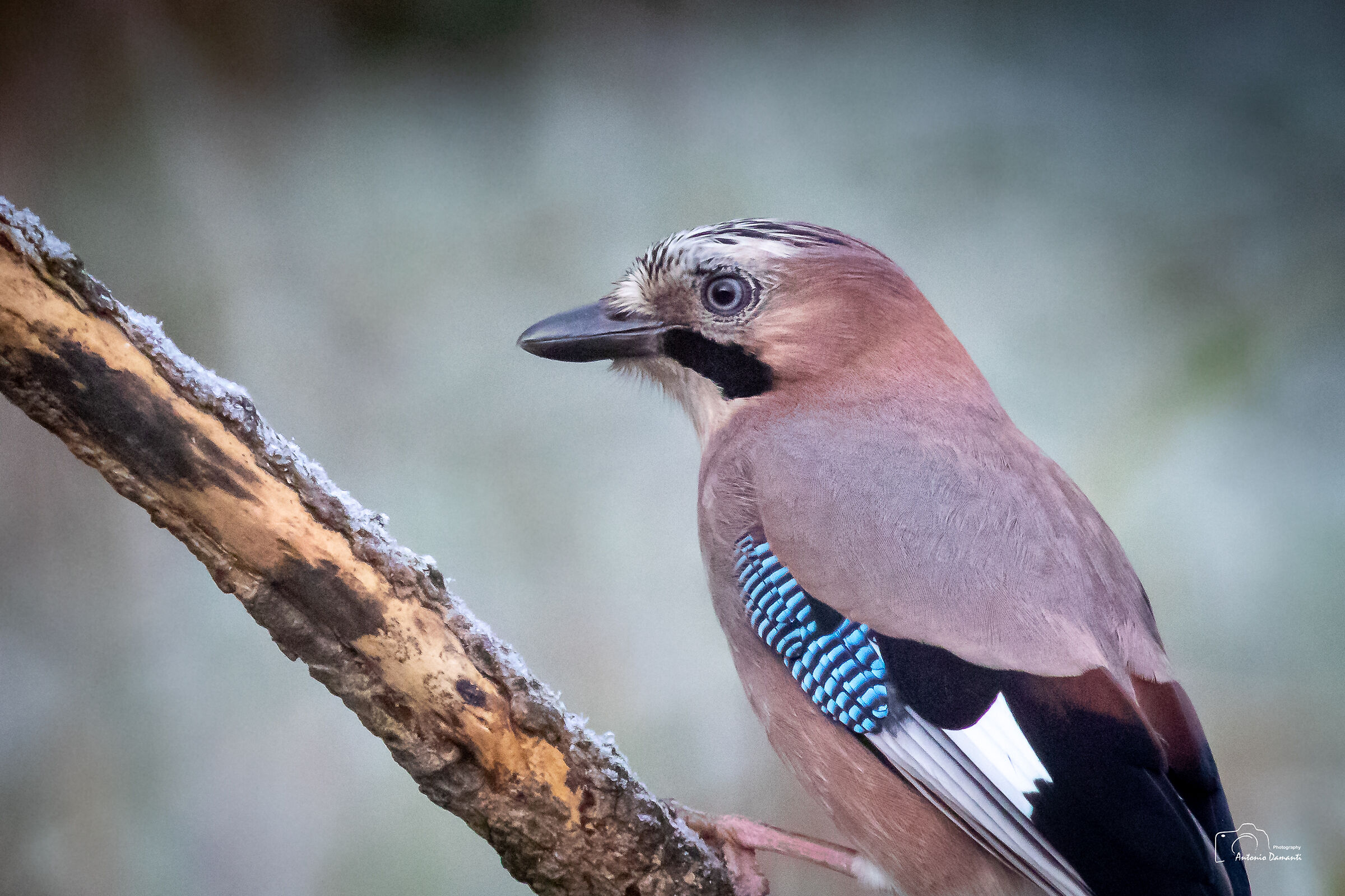 Ghiandaia - Portrait