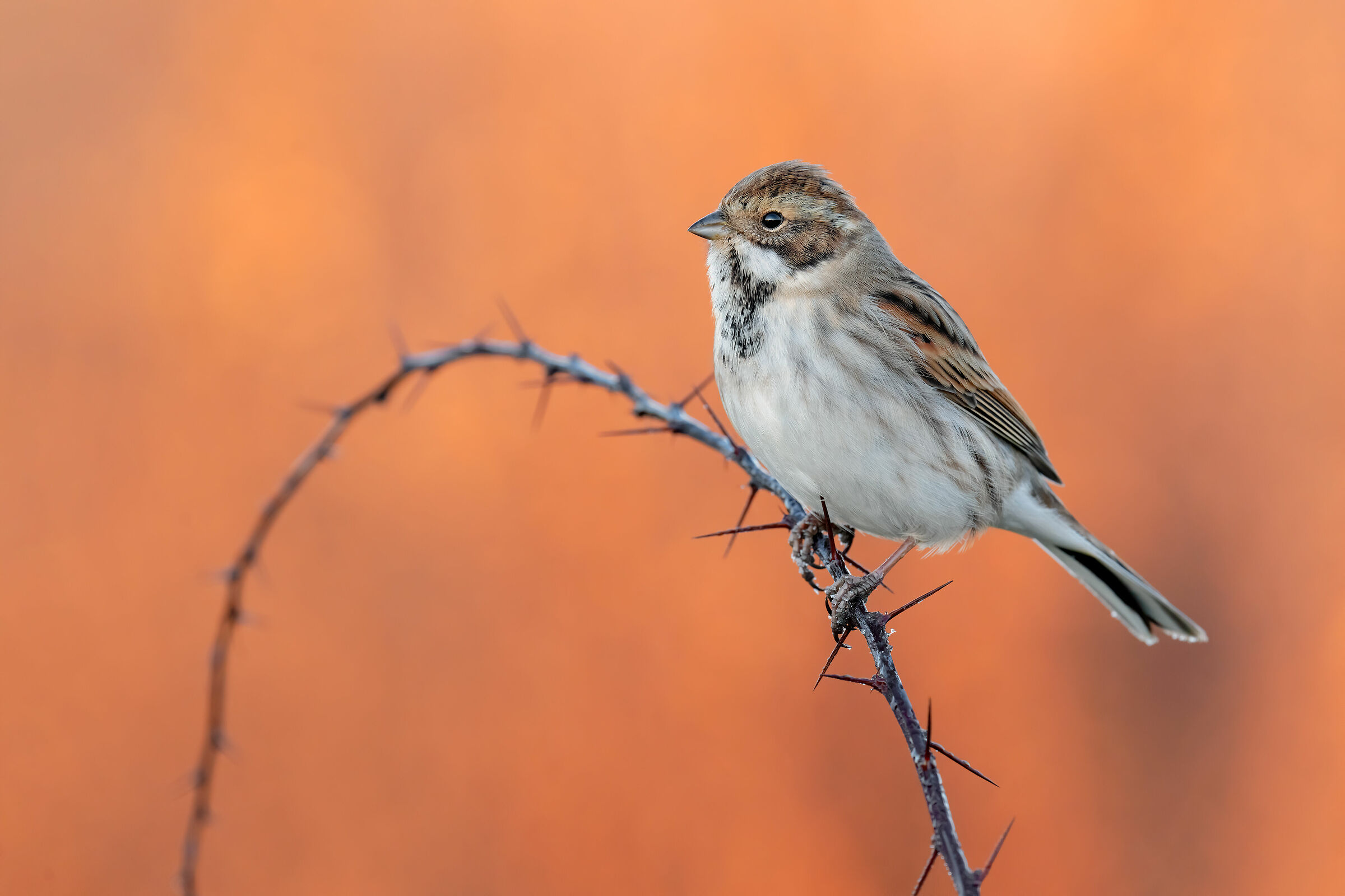 Test Sony a7riv + Sony FE 200-600mm  +1.20 EV  5K