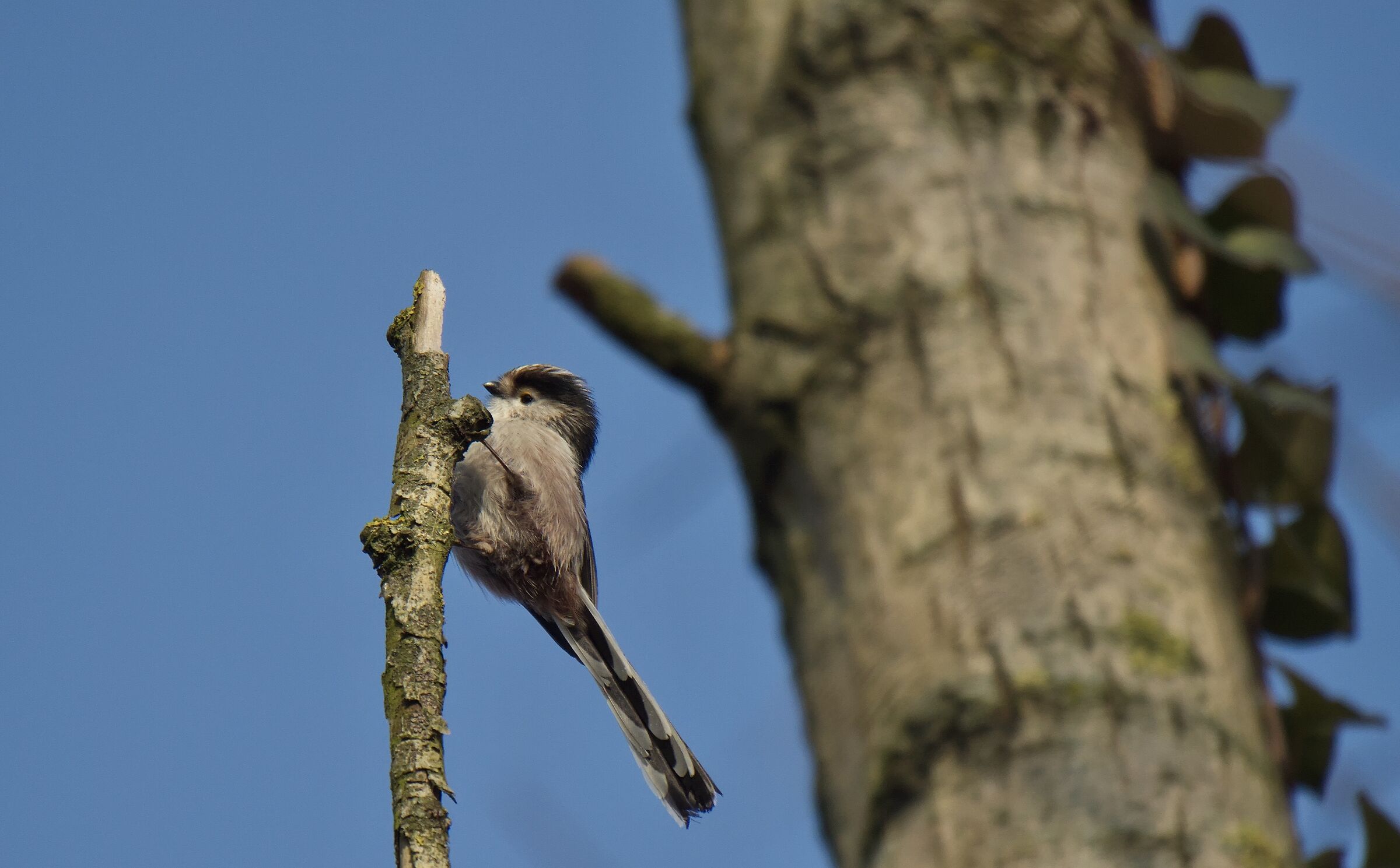 The pose of the motorcyclist