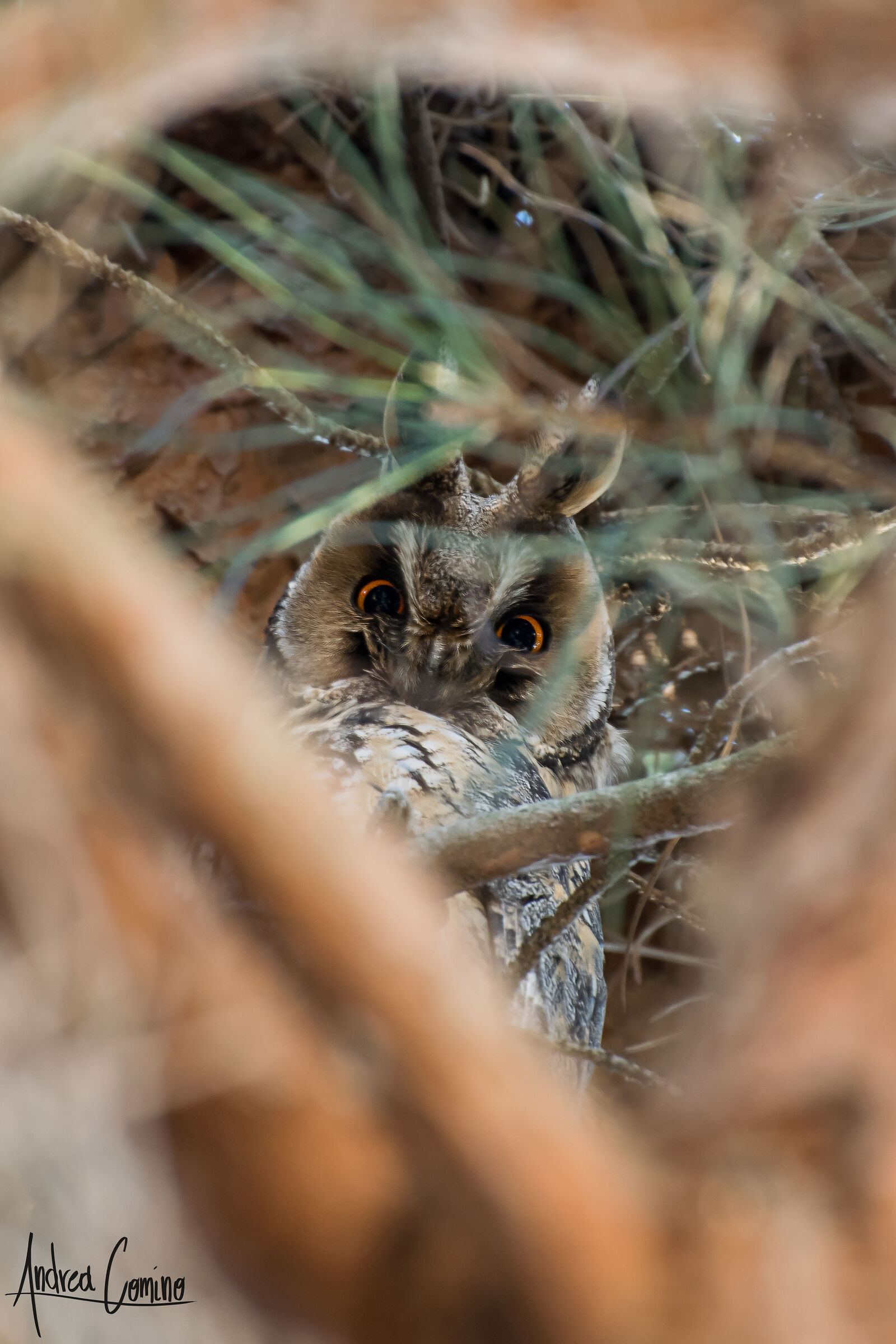 Common Owl
