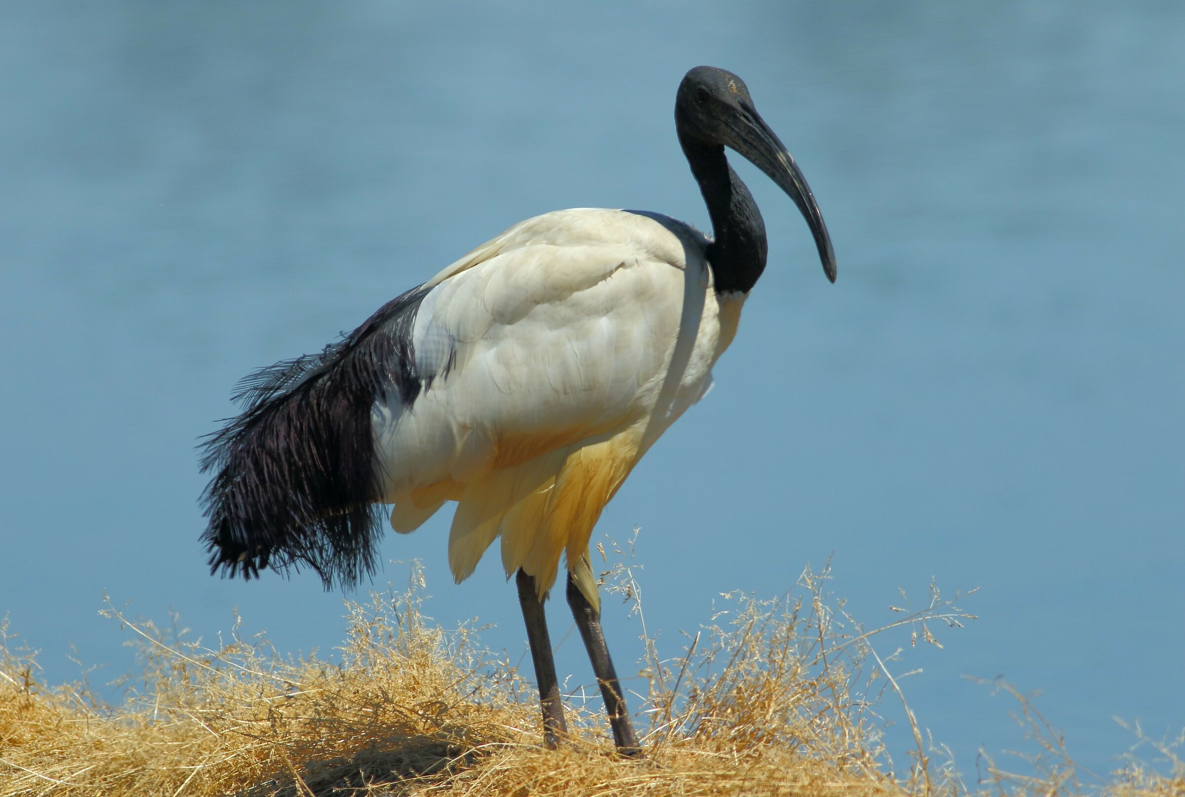sacred ibis