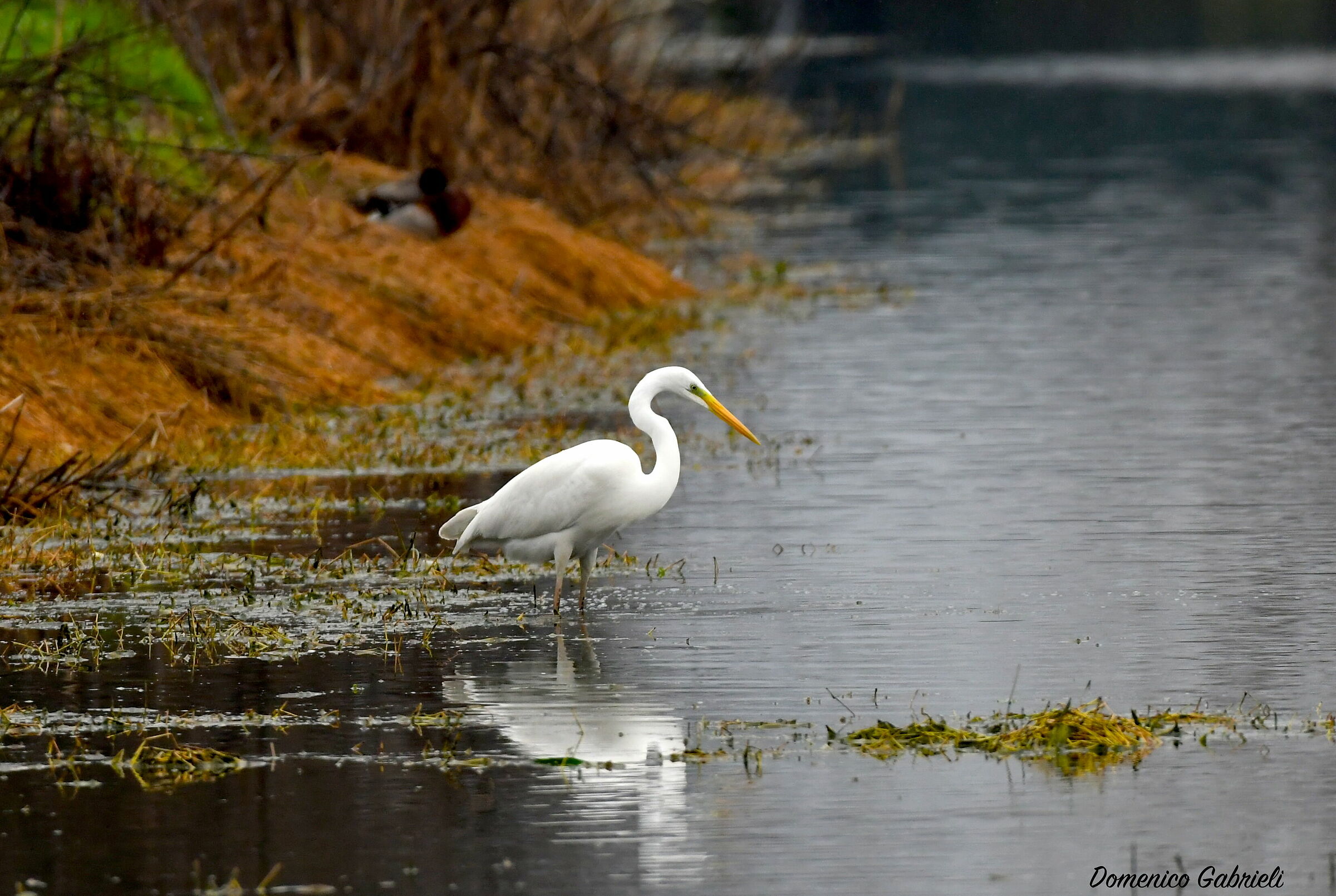 major white heron