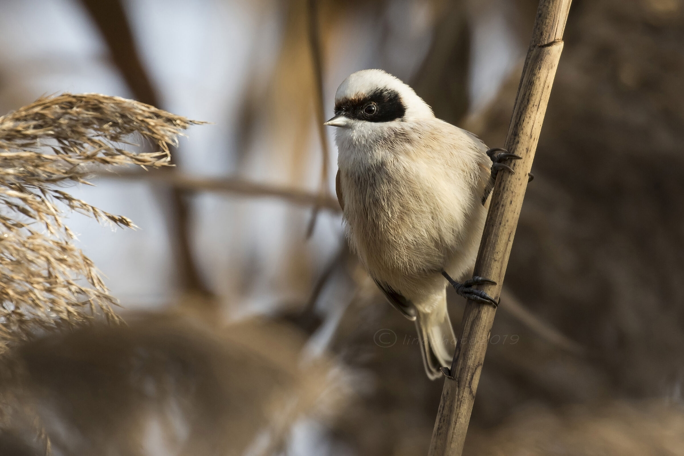 Pendolino ( Remiz Pendulinus)