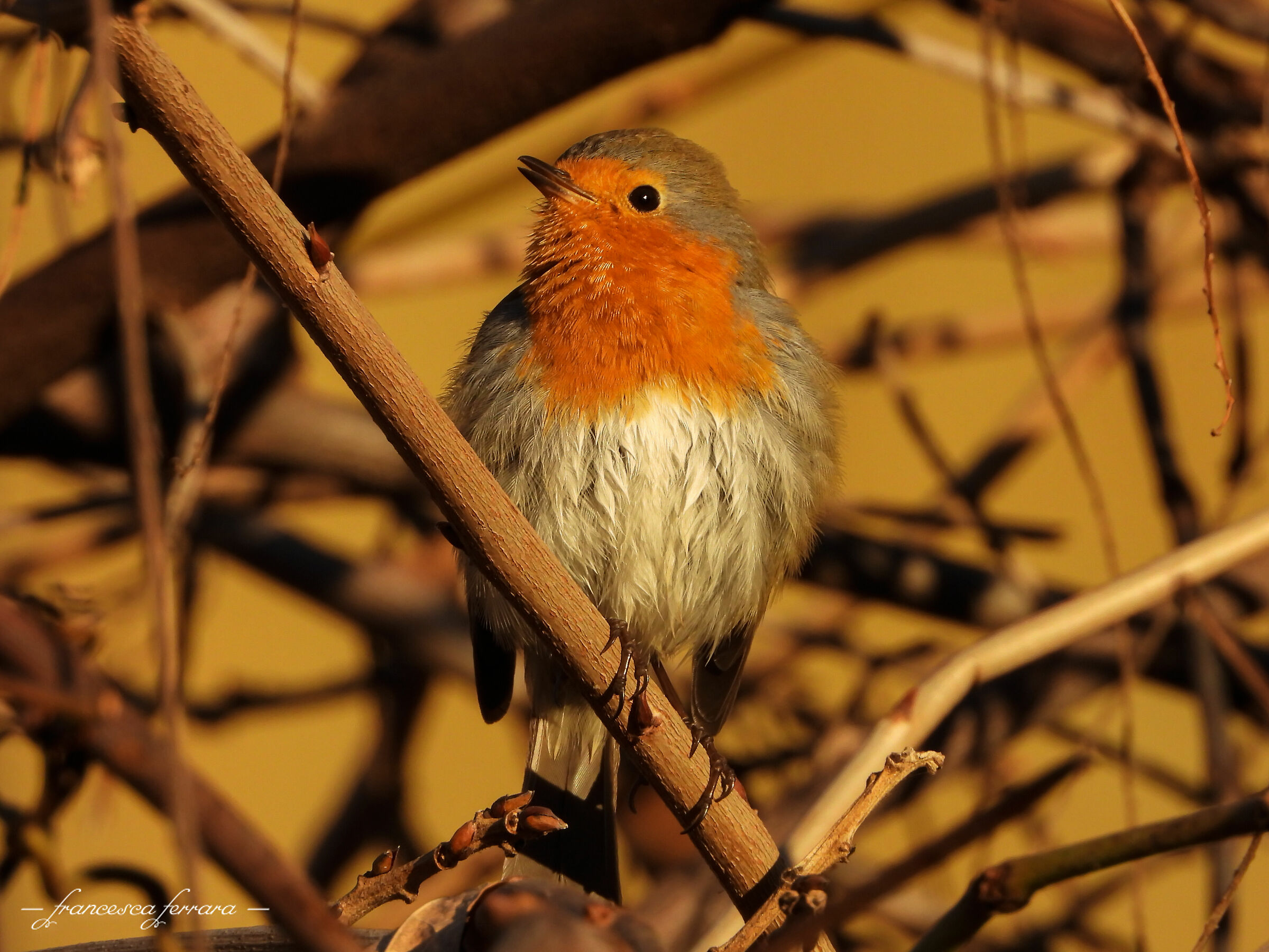 Pettirosso_2 (Erithacus Rubecula)
