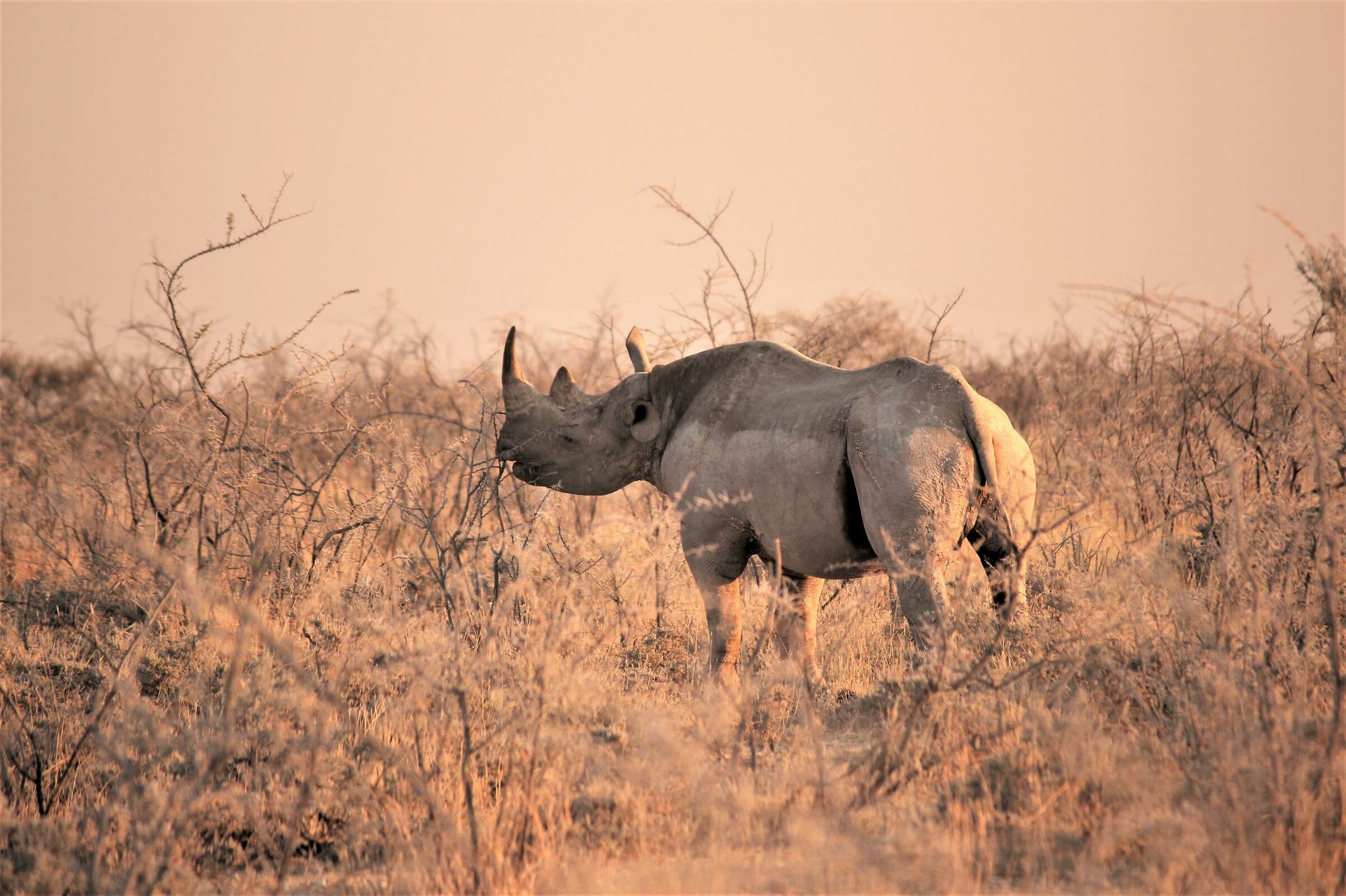 the ruler of a kingdom of dust and thorns
