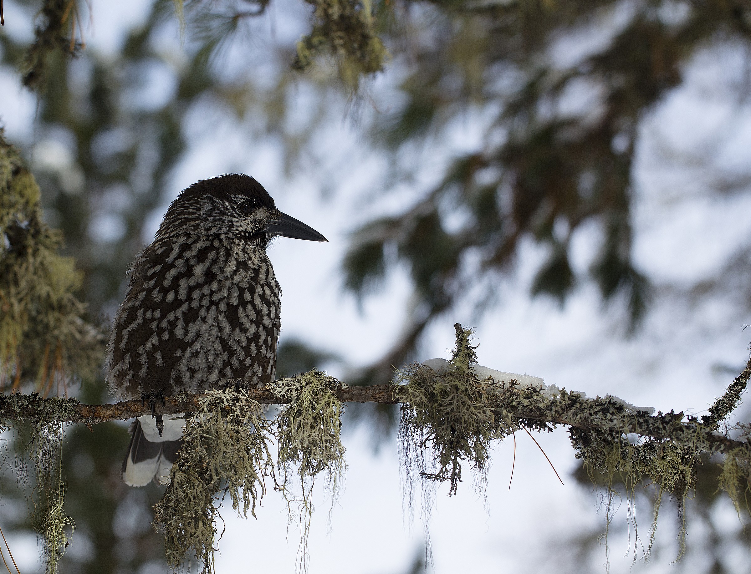 Nucifraga caryocatactes