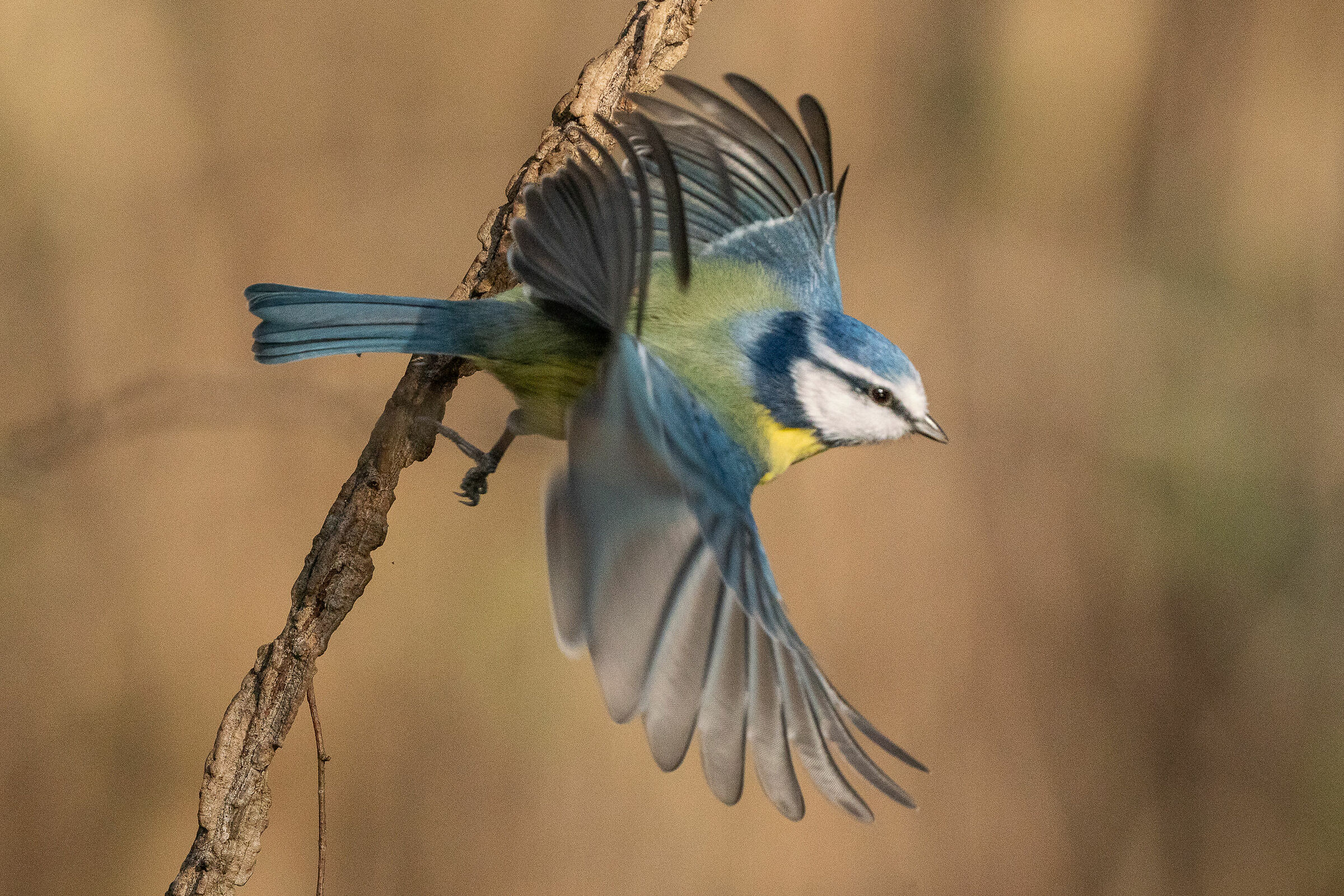 Cinciarella in partenza