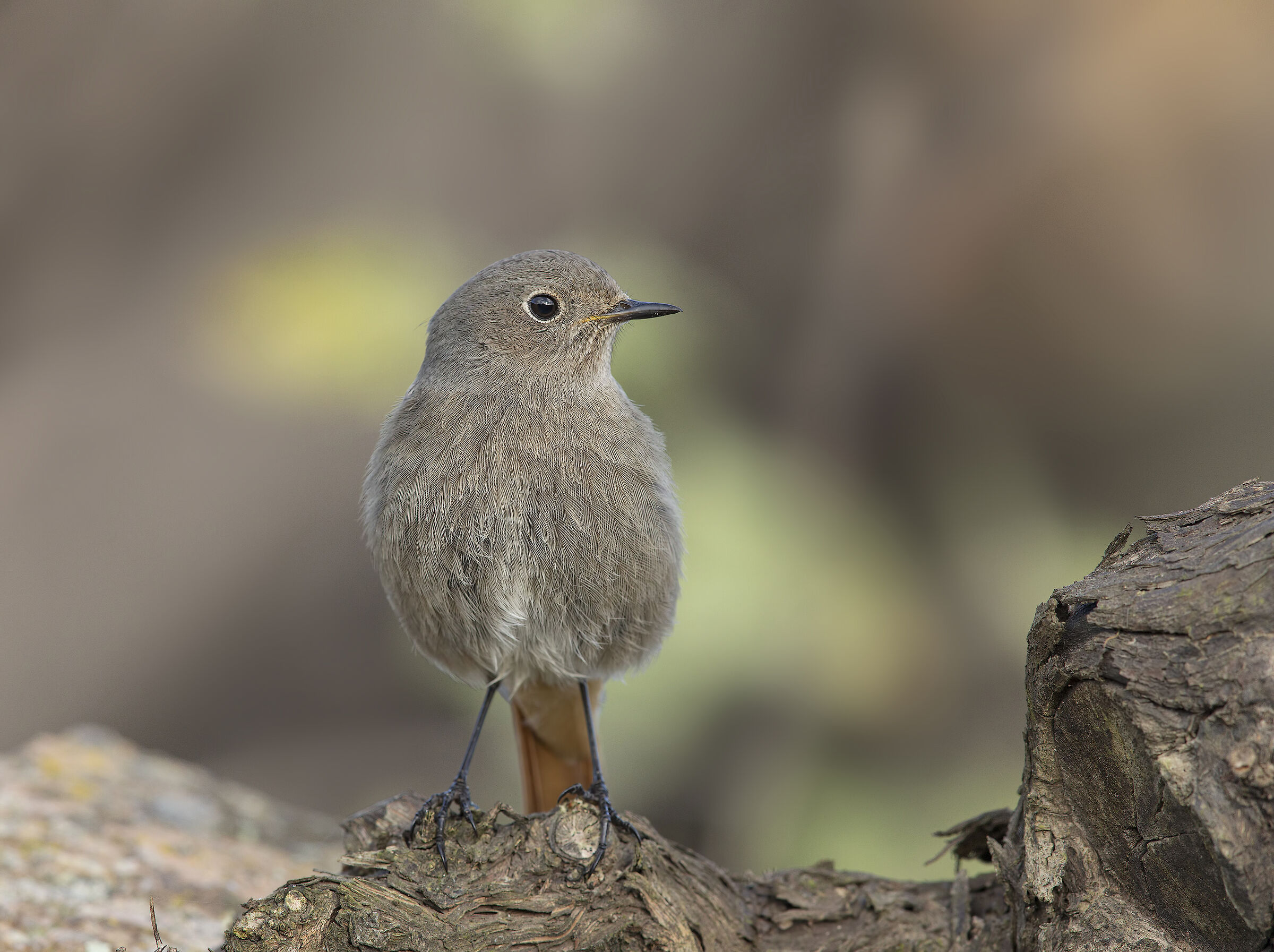 chimney-sweep (phoenicurus ochruros)