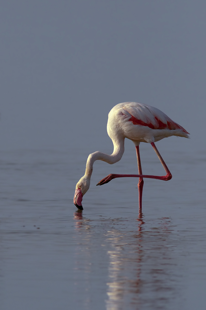 pink flamingo at sunrise