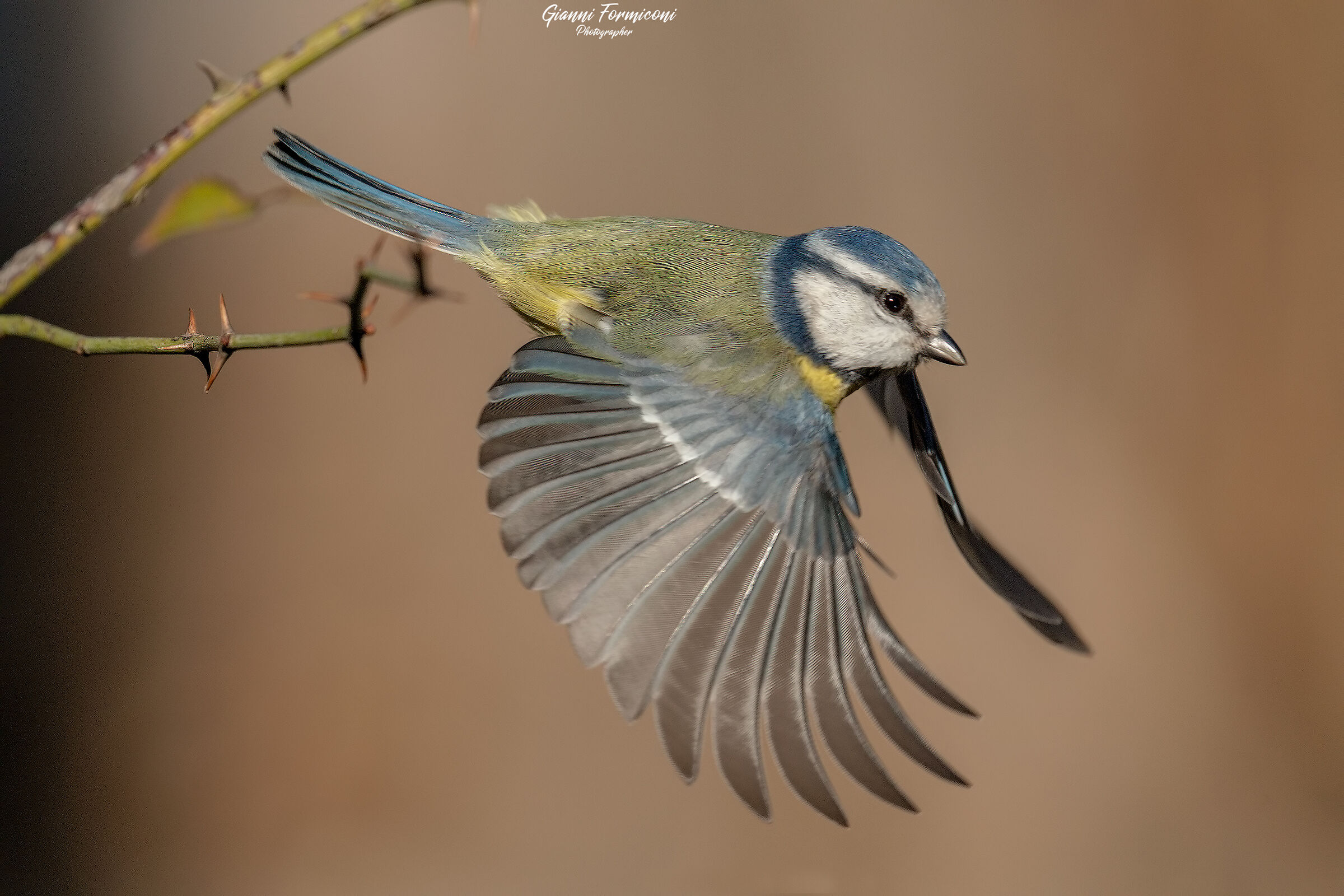 And the Cinciarella took off.