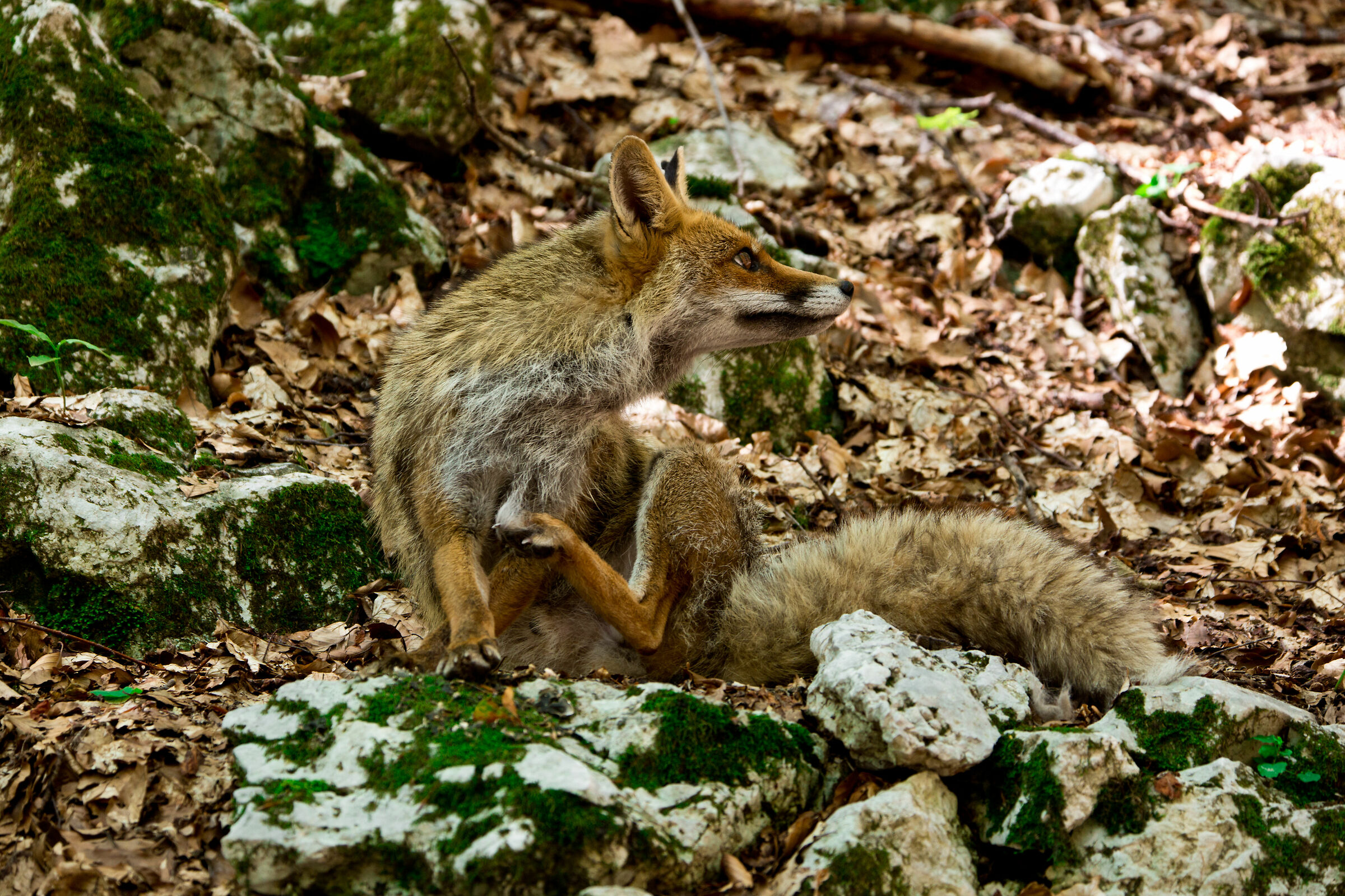 Vulpes vulpes