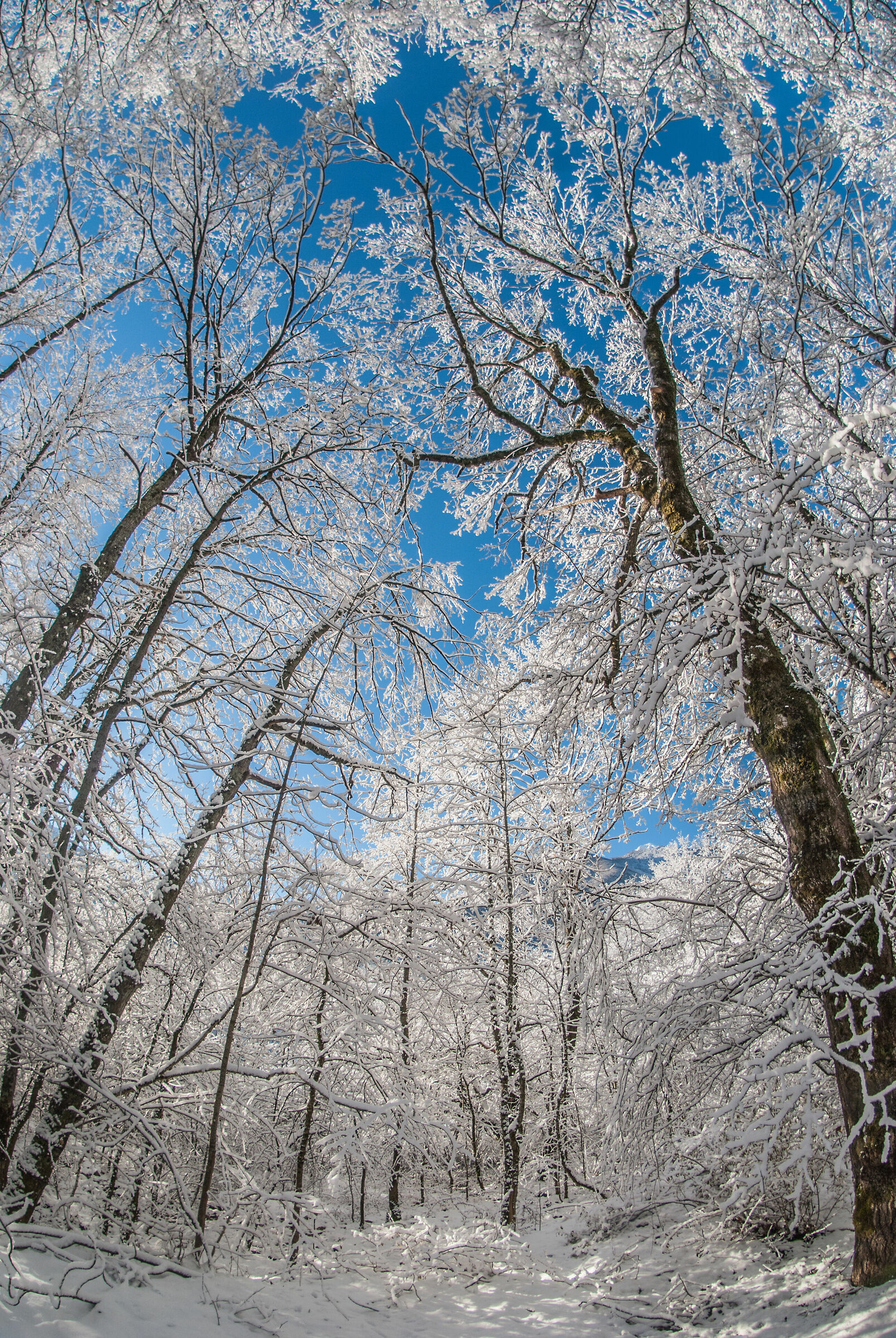 Il bosco innevato