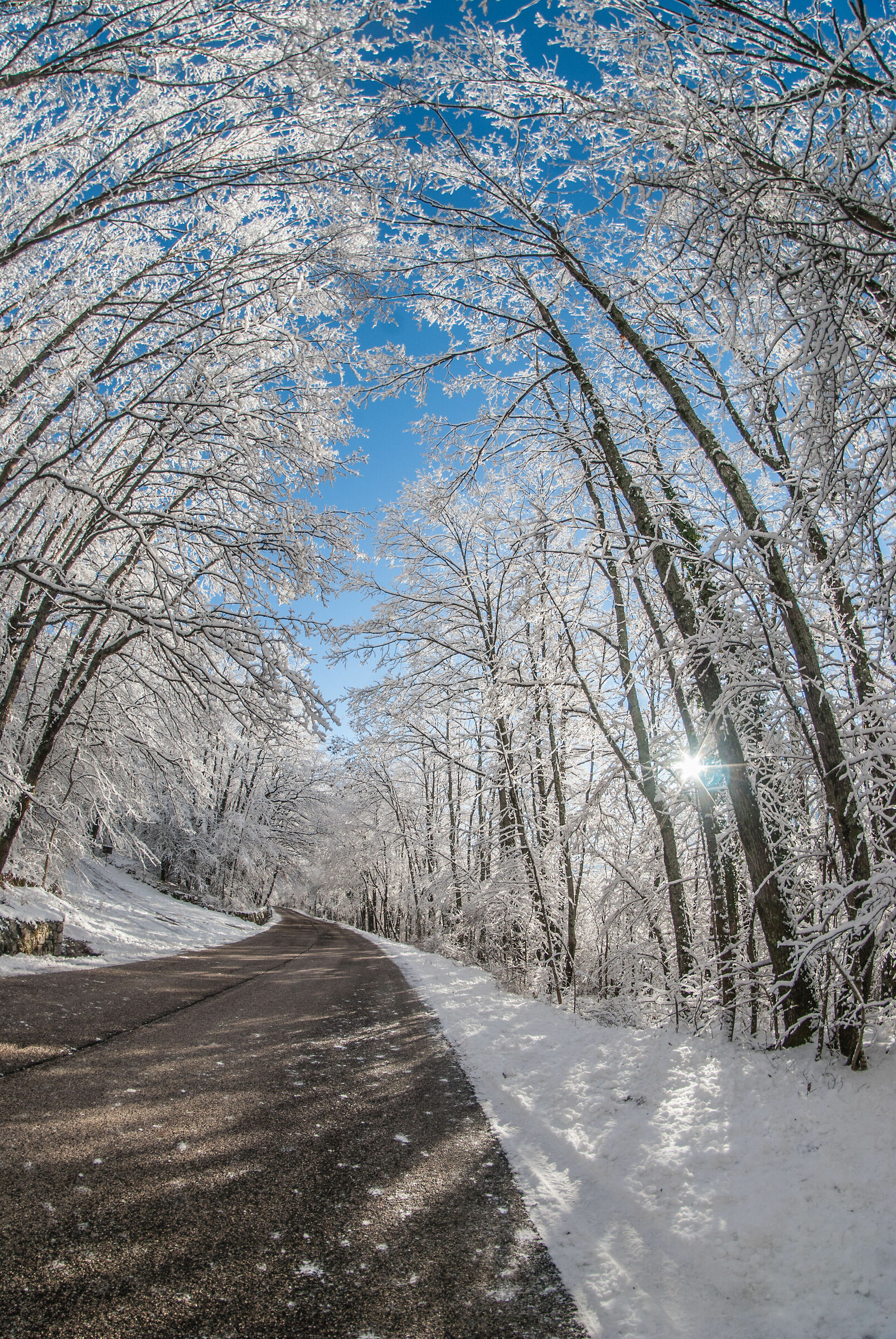 Sole, nel bosco innevato