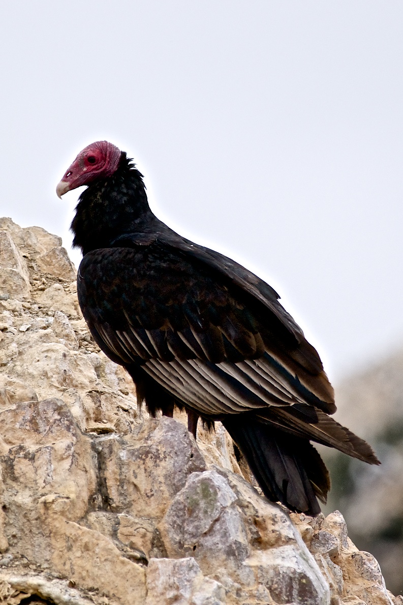 Avvoltoio collo rosso