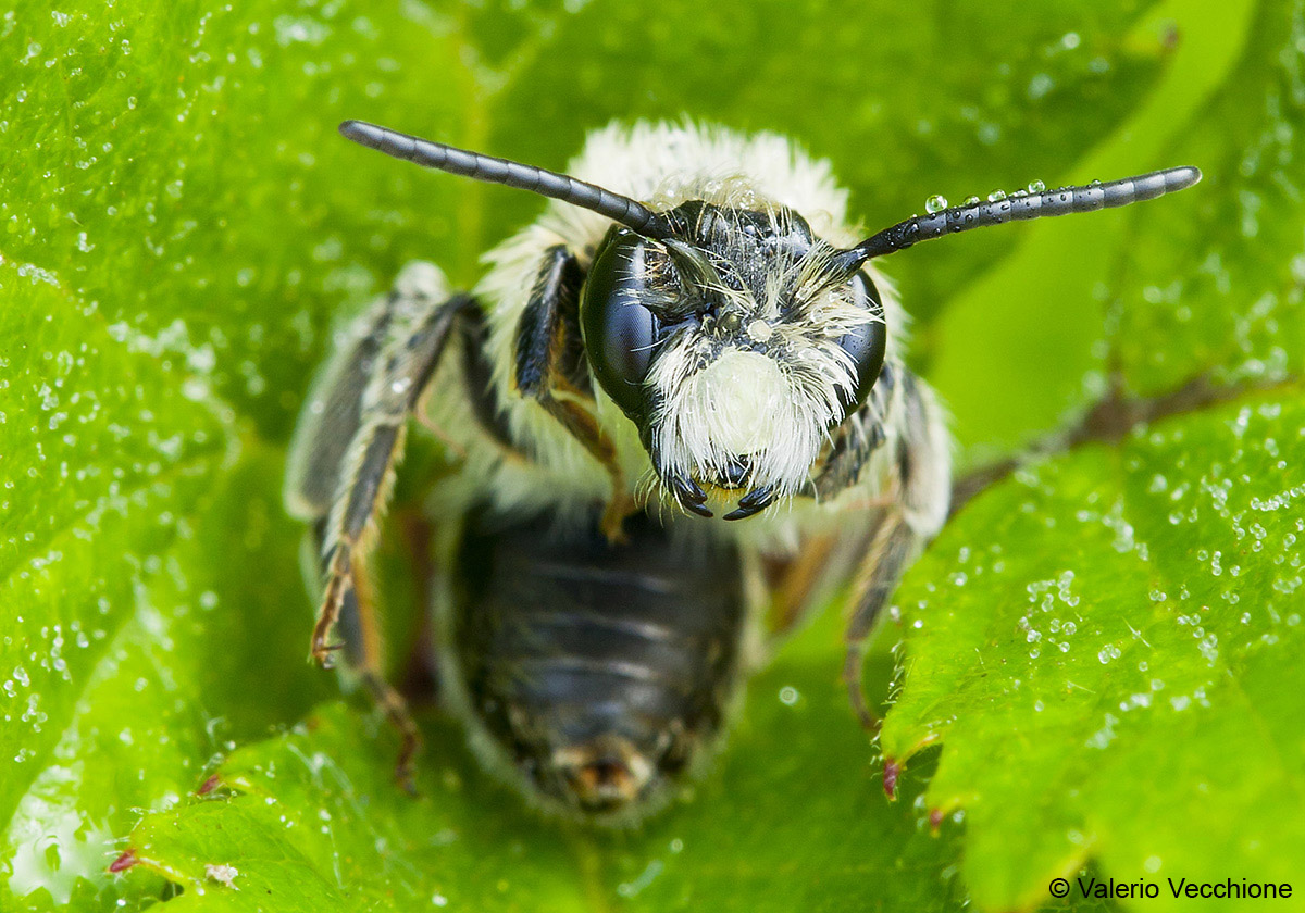 The rest of the warrior