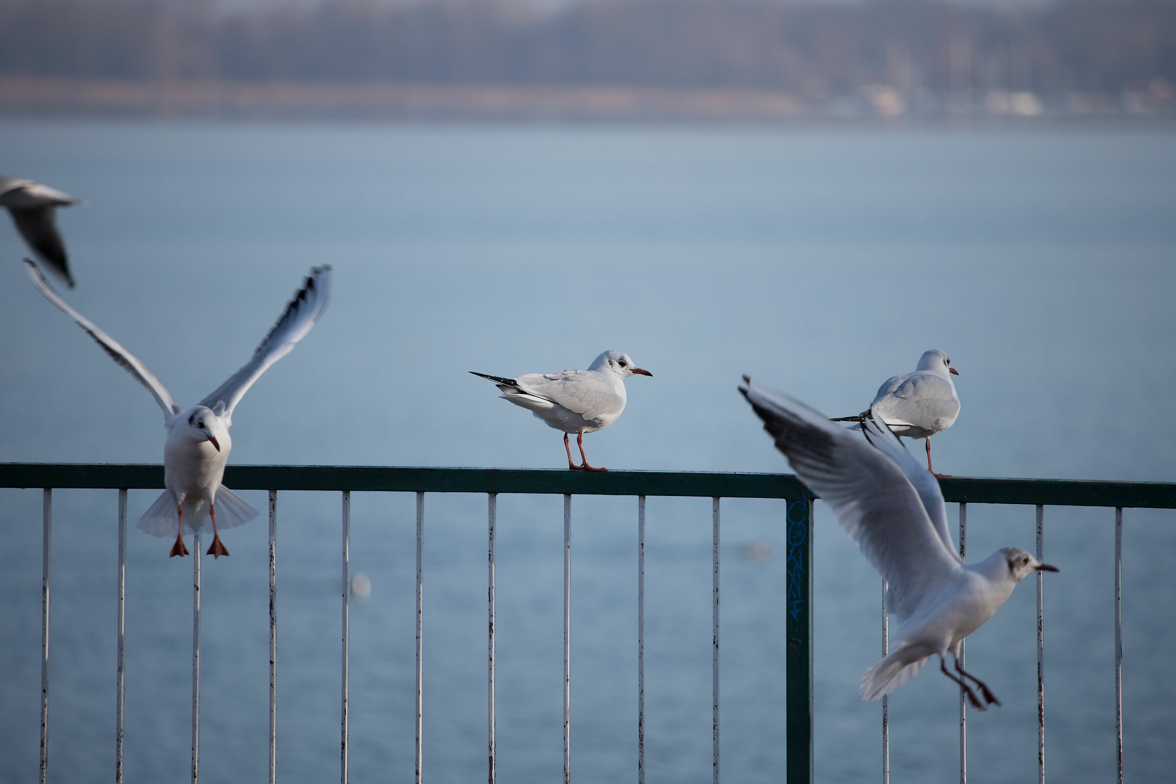 waiting for breakfast
