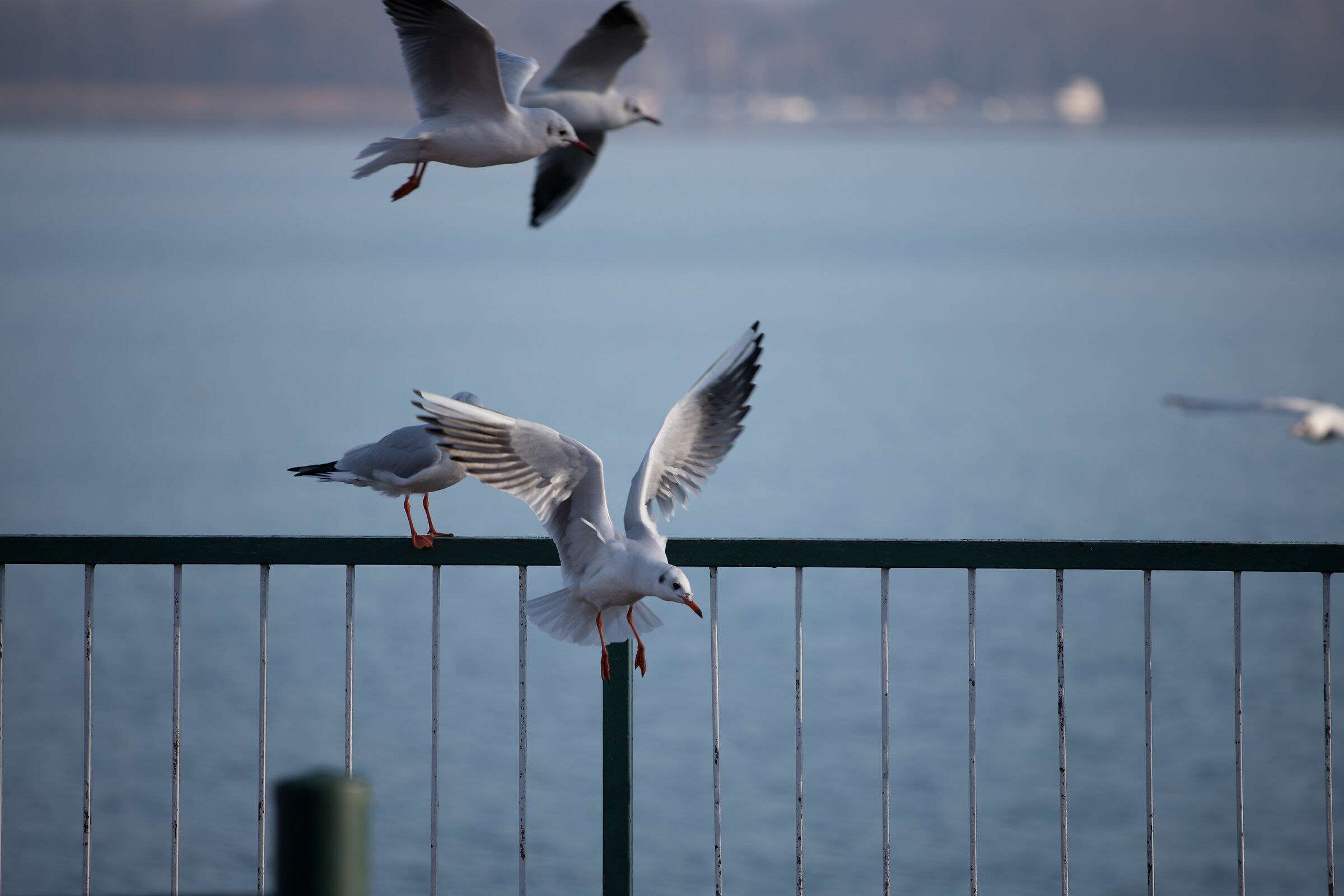 breakfast has arrived