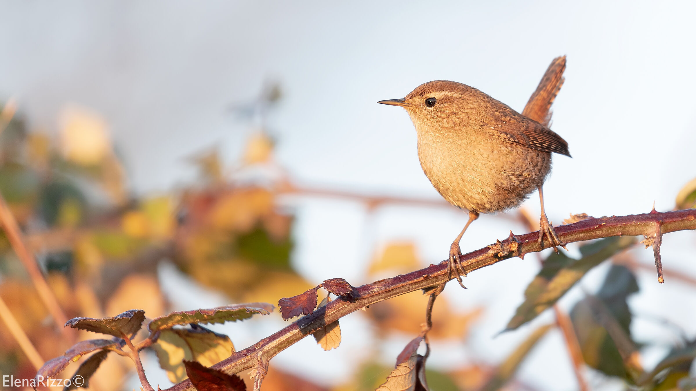 Wren